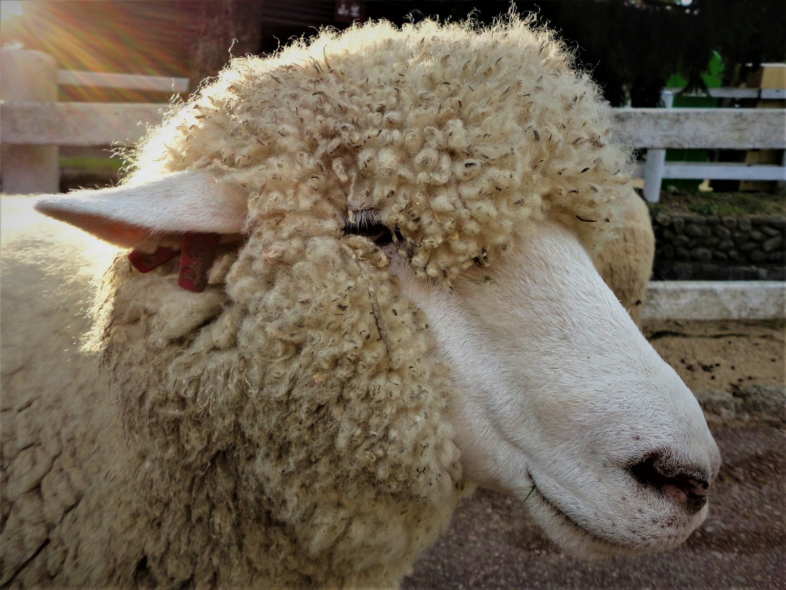 Gros plan sur le visage d'un mouton avec de la laine duveteuse et une expression douce