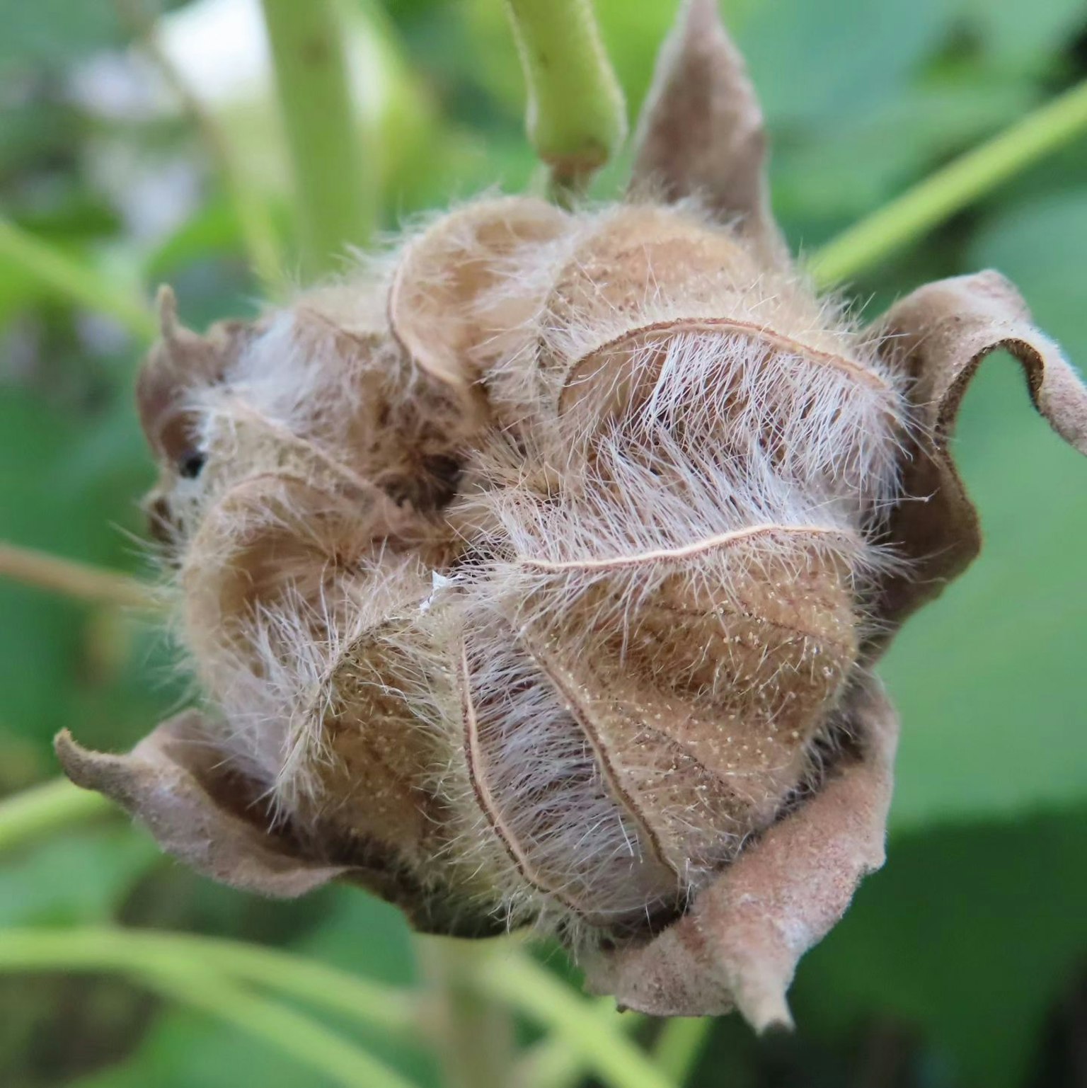 Bouton de coton recouvert de poils fibreux