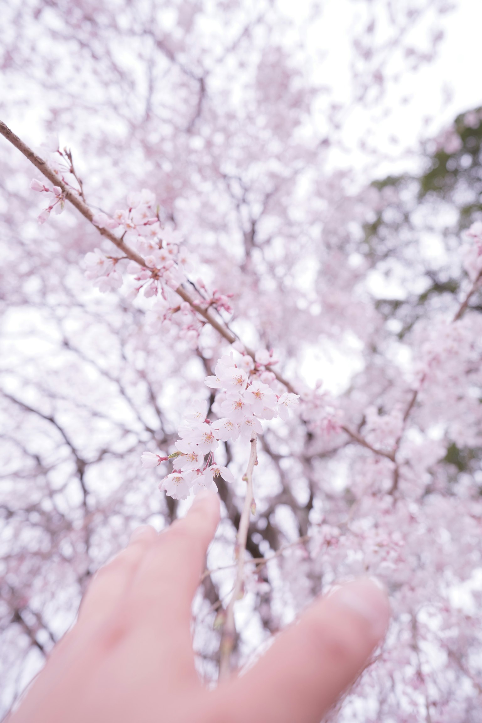 Primo piano di una mano che raggiunge i fiori di ciliegio Fiori rosa pallido in fiore