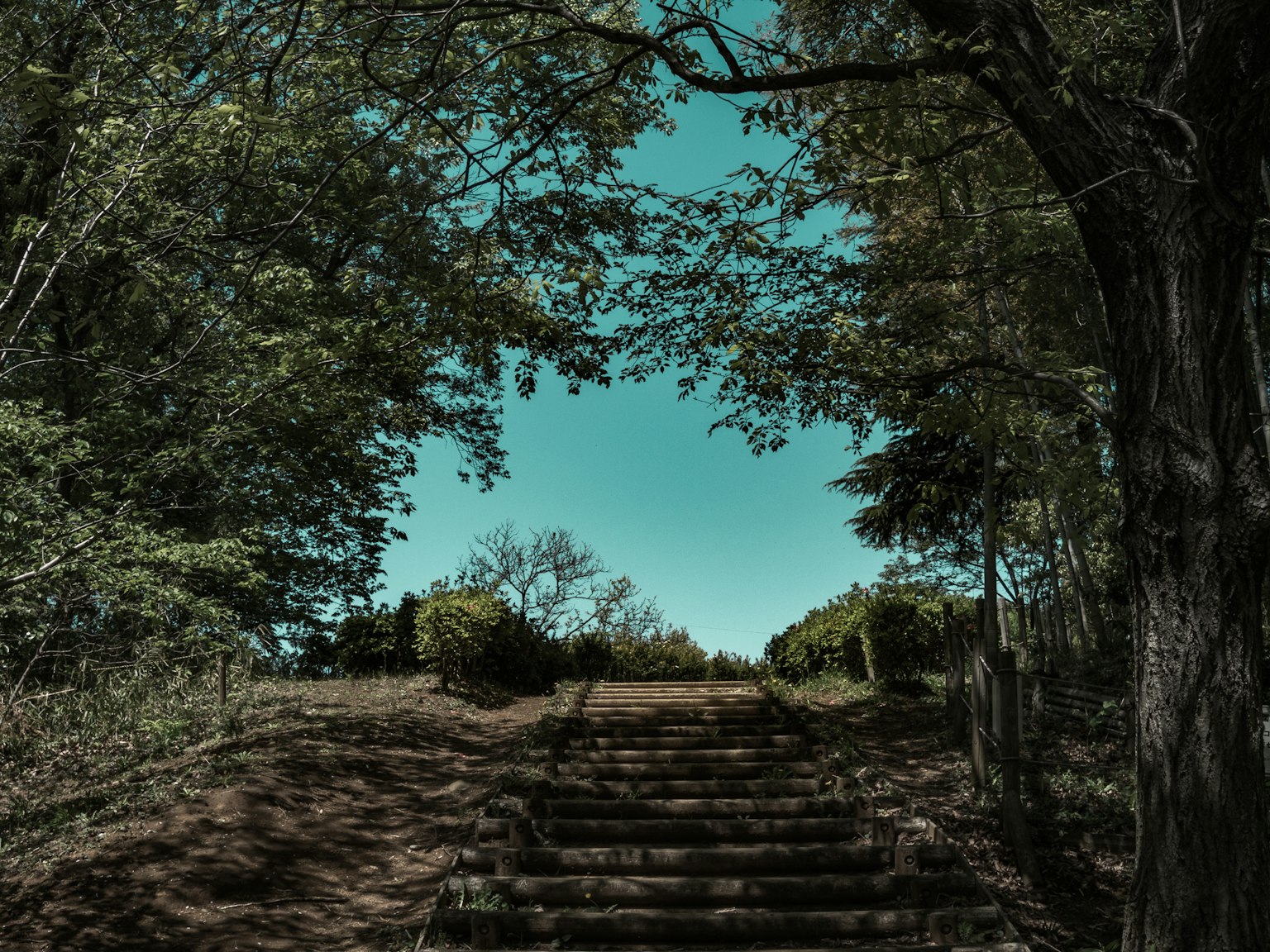 Vista panoramica di gradini circondati da alberi verdi lussureggianti