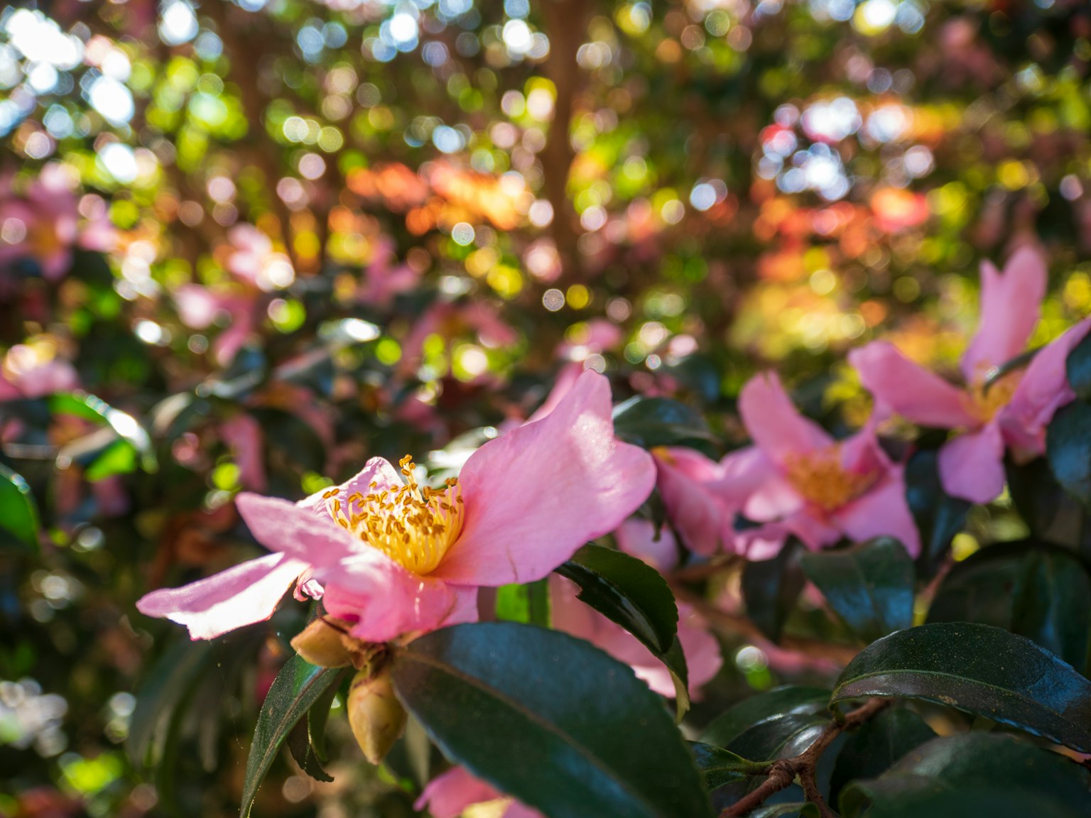 Garden scene featuring soft pink flowers and green leaves