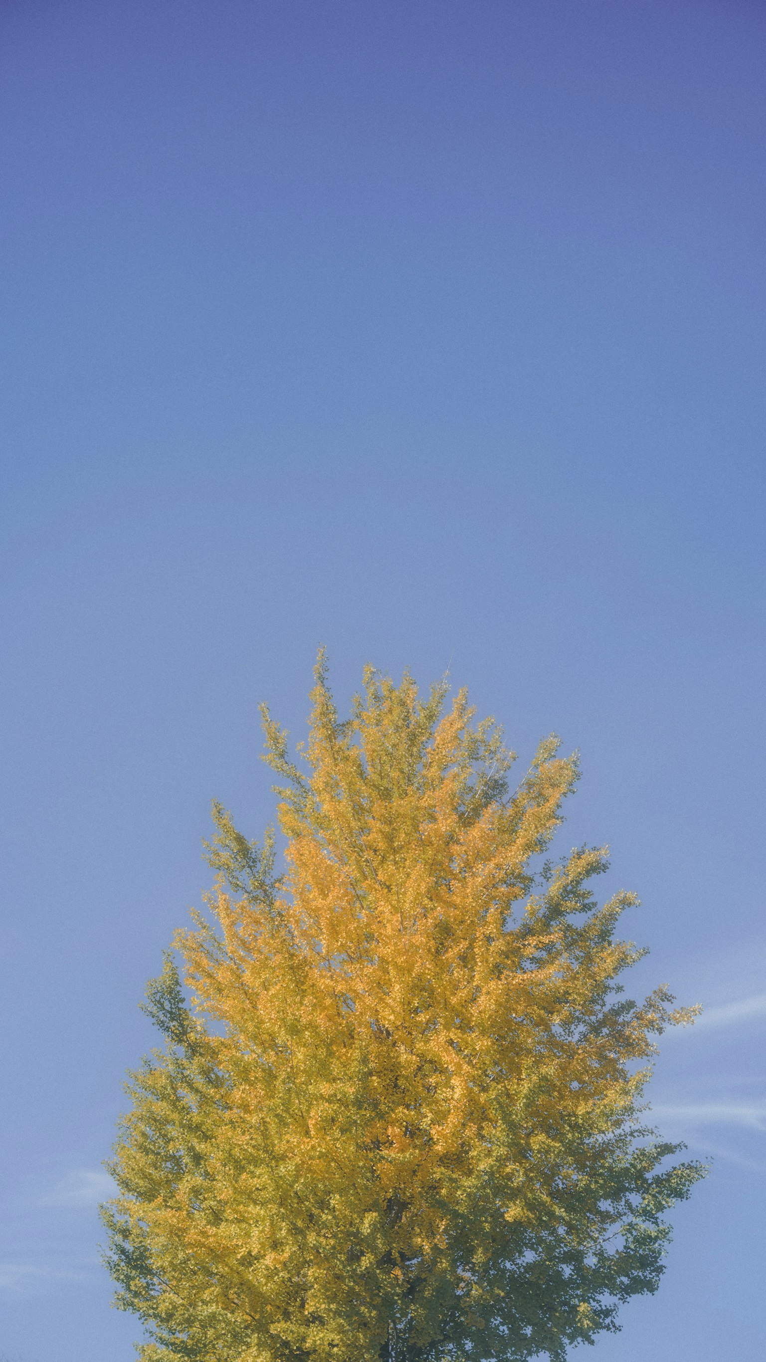 青空の下に立つ黄色い葉の木