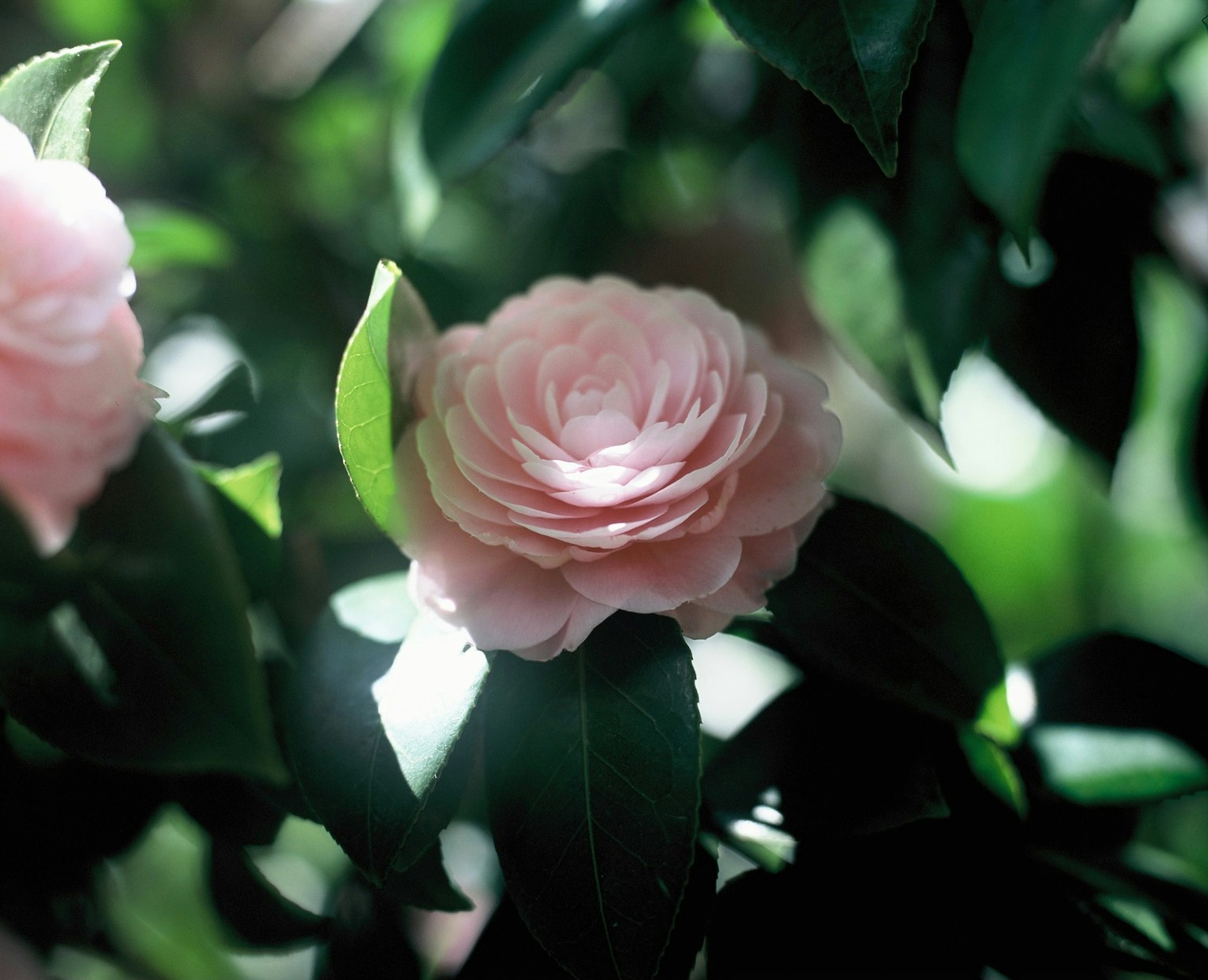 淡いピンクの花が緑の葉の間に咲いている