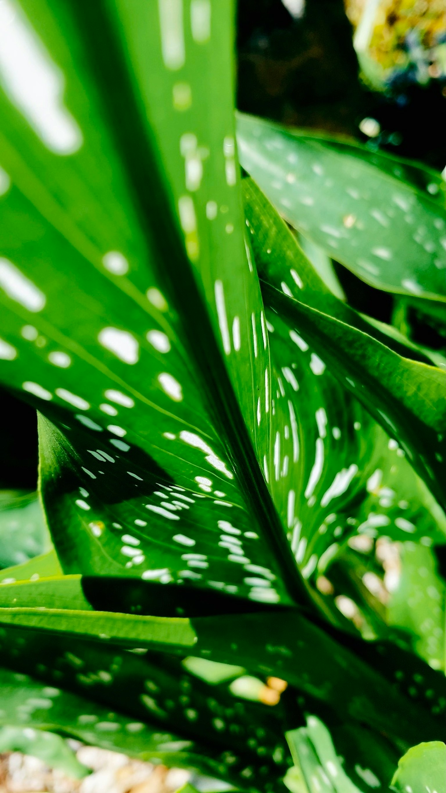Acercamiento de una hoja verde con manchas blancas