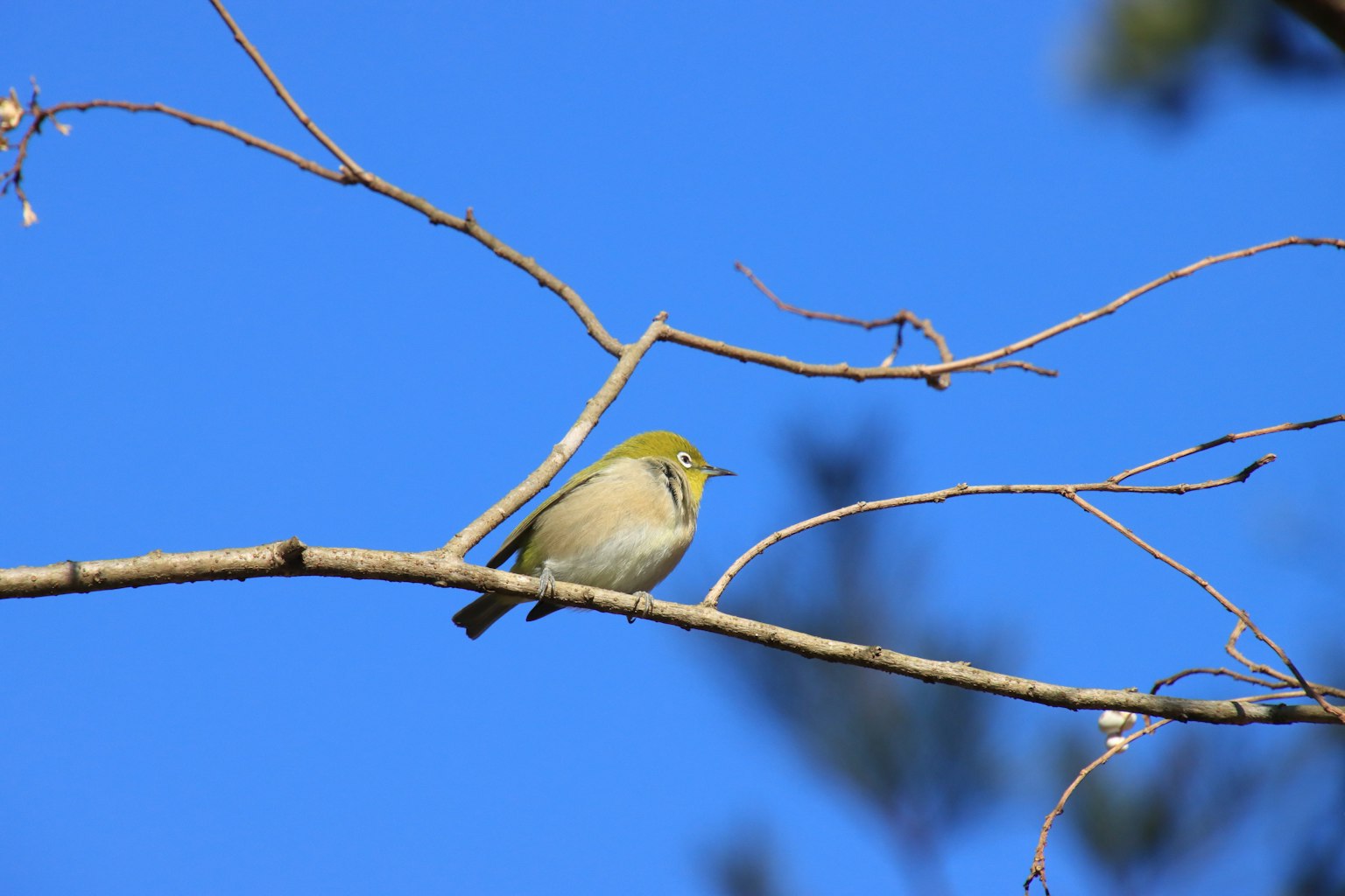 Kleiner grüner Vogel sitzt auf einem dünnen Ast unter einem blauen Himmel