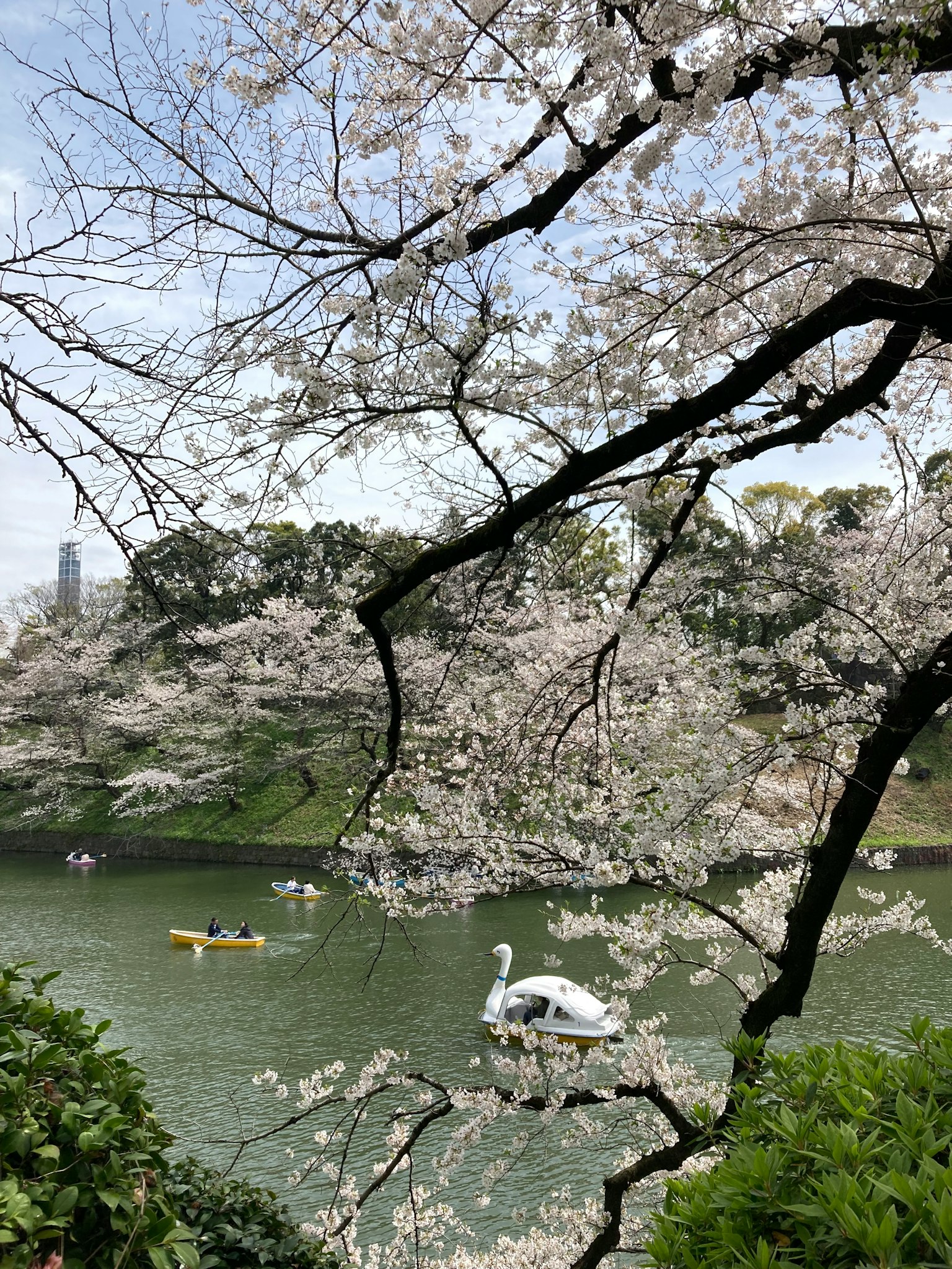 樱花树旁湖泊的风景和天鹅船