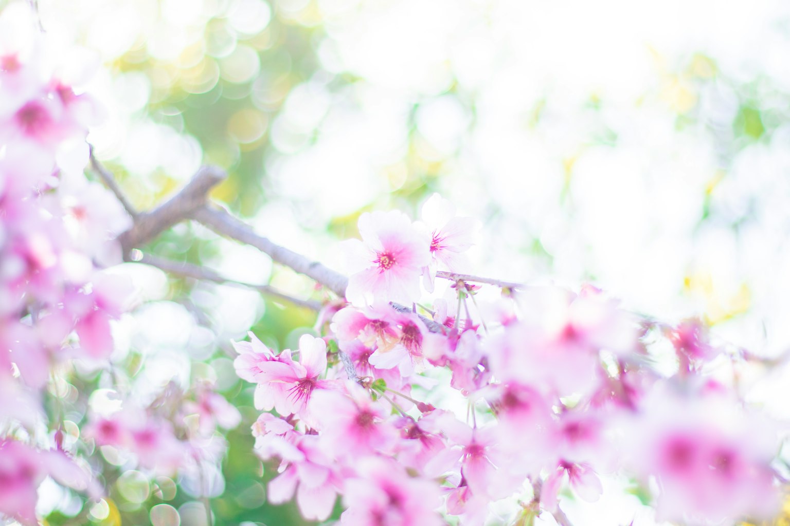 Gros plan sur une branche avec de délicates fleurs roses