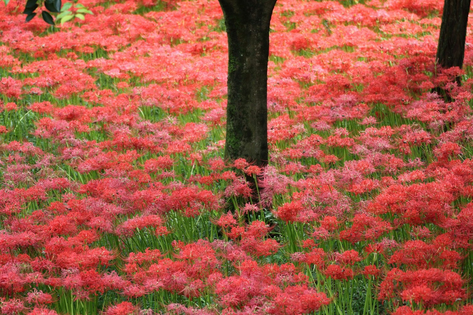 Landschaft mit lebhaften roten Spinnenlilien, die mit Bäumen blühen