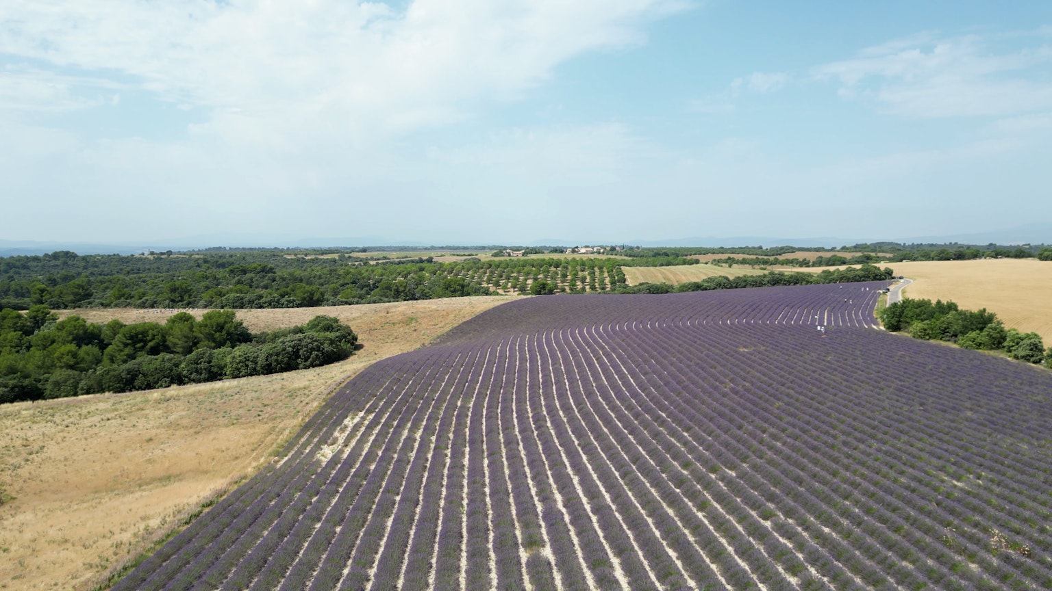 Expansive lavender field under a blue sky
