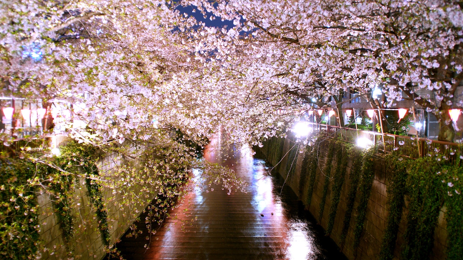 Escena nocturna con cerezos en flor reflejándose en el agua
