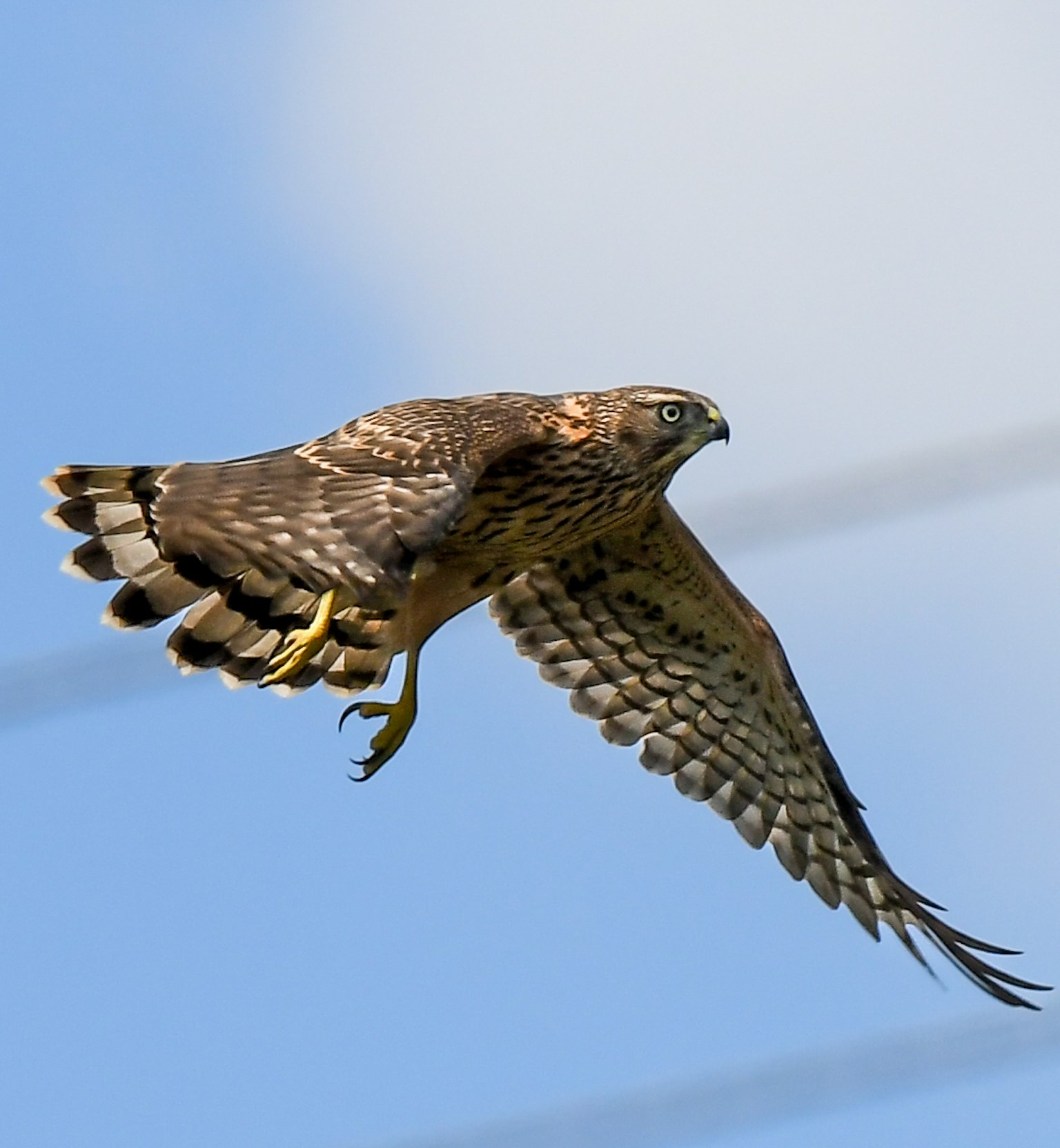 一隻鷹在天空中翱翔，展開的翅膀展示其羽毛