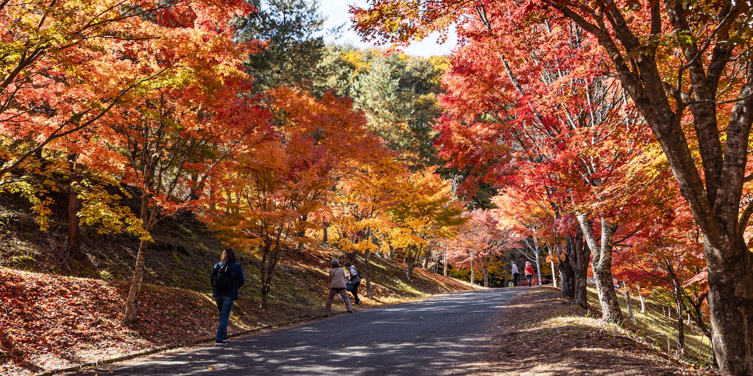 Pathway surrounded by vibrant autumn foliage and people walking