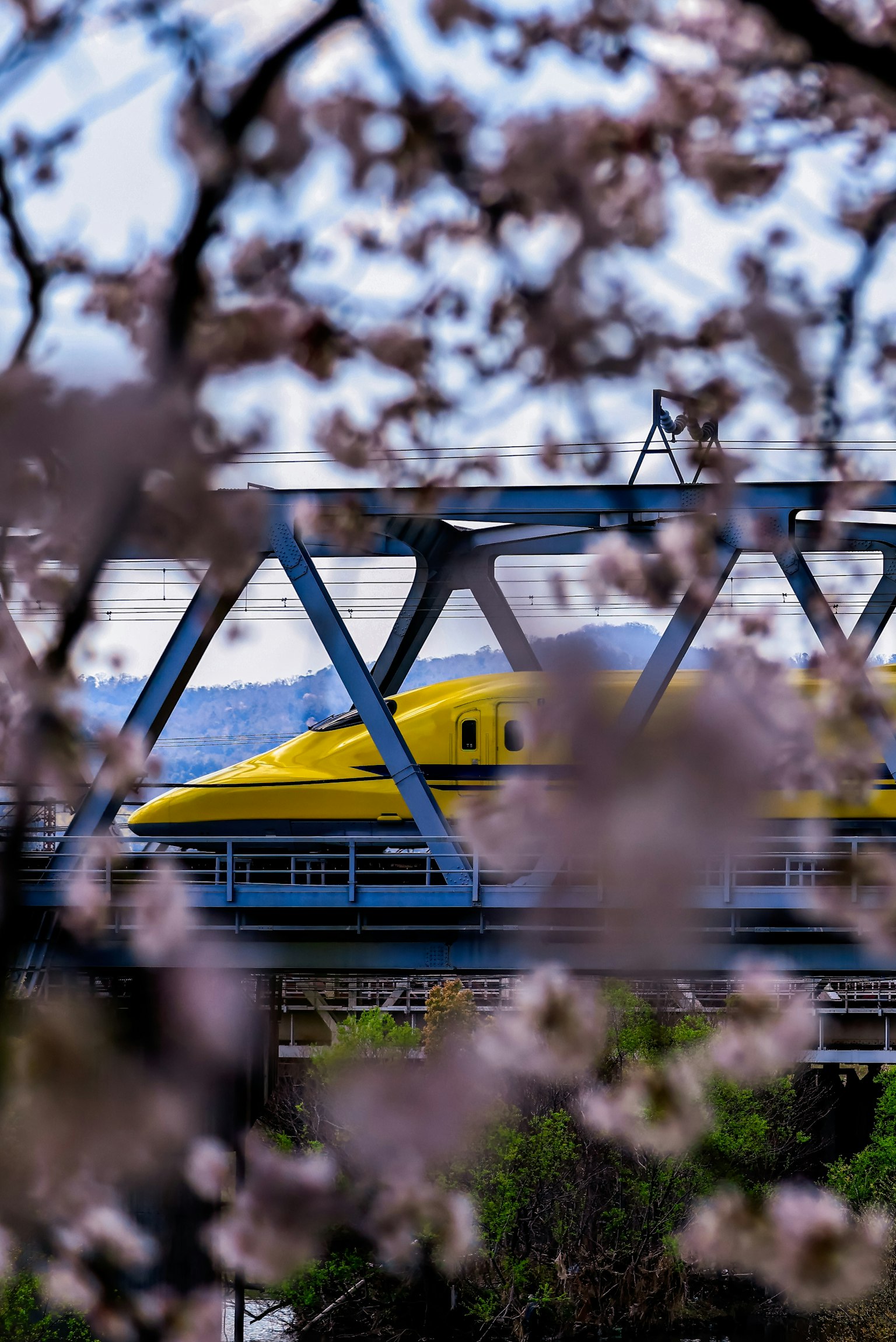 Treno Shinkansen giallo visibile attraverso i fiori di ciliegio e il ponte blu