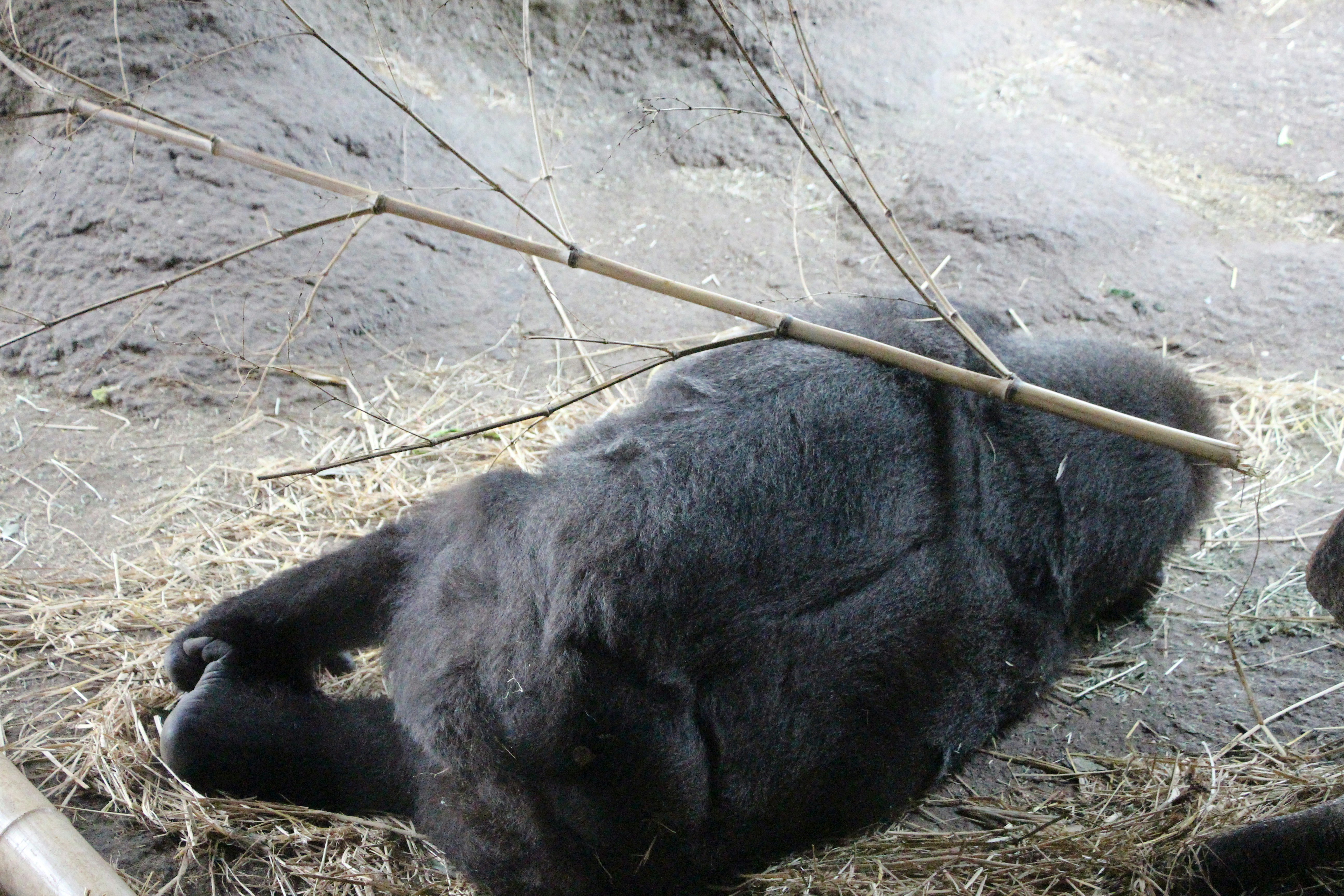 Gorilla napping sprawled on grass