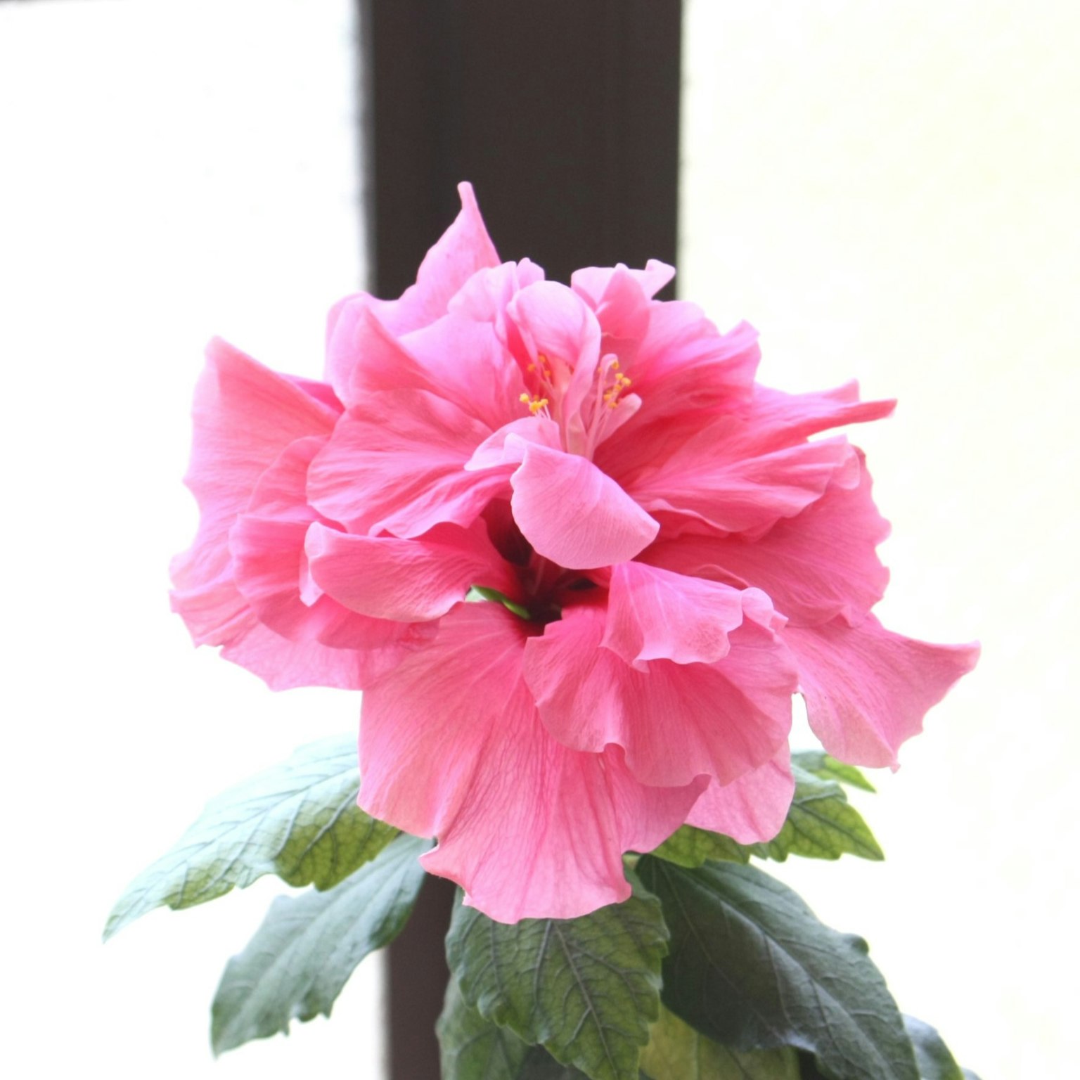 Close-up bunga pink cerah yang mekar di atas tanaman