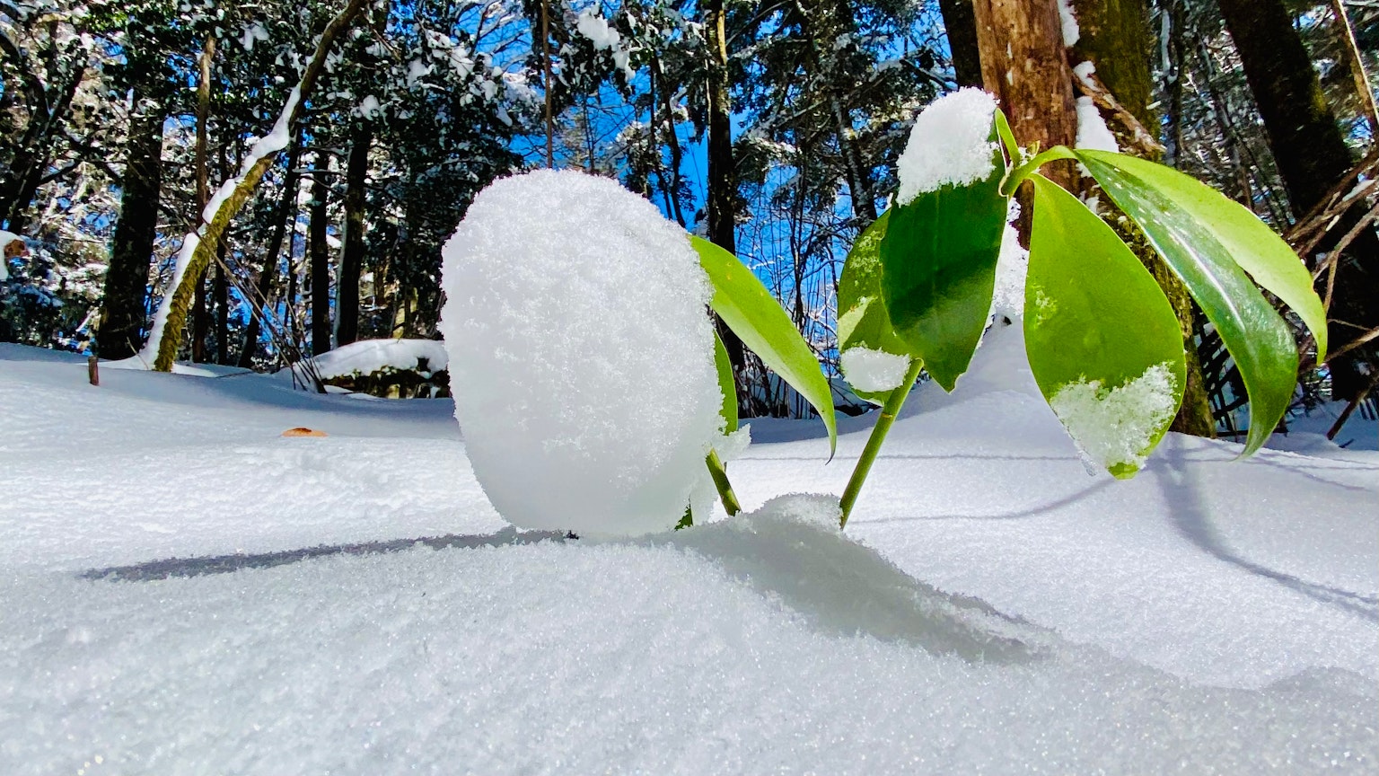 被雪覆盖的植物与蓝天背景