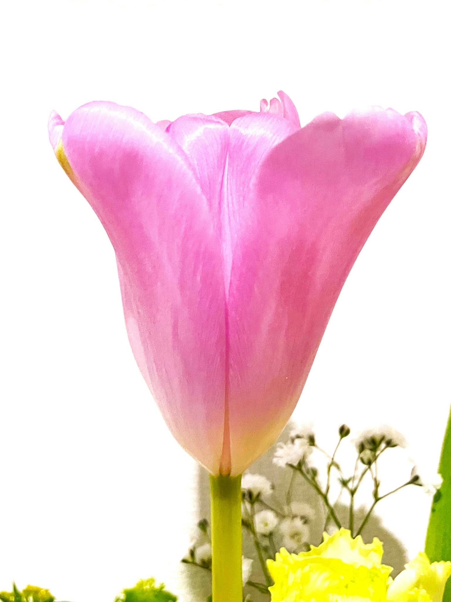 Sebuah bunga tulip merah muda yang indah di tengah dengan bunga putih kecil di sekitarnya