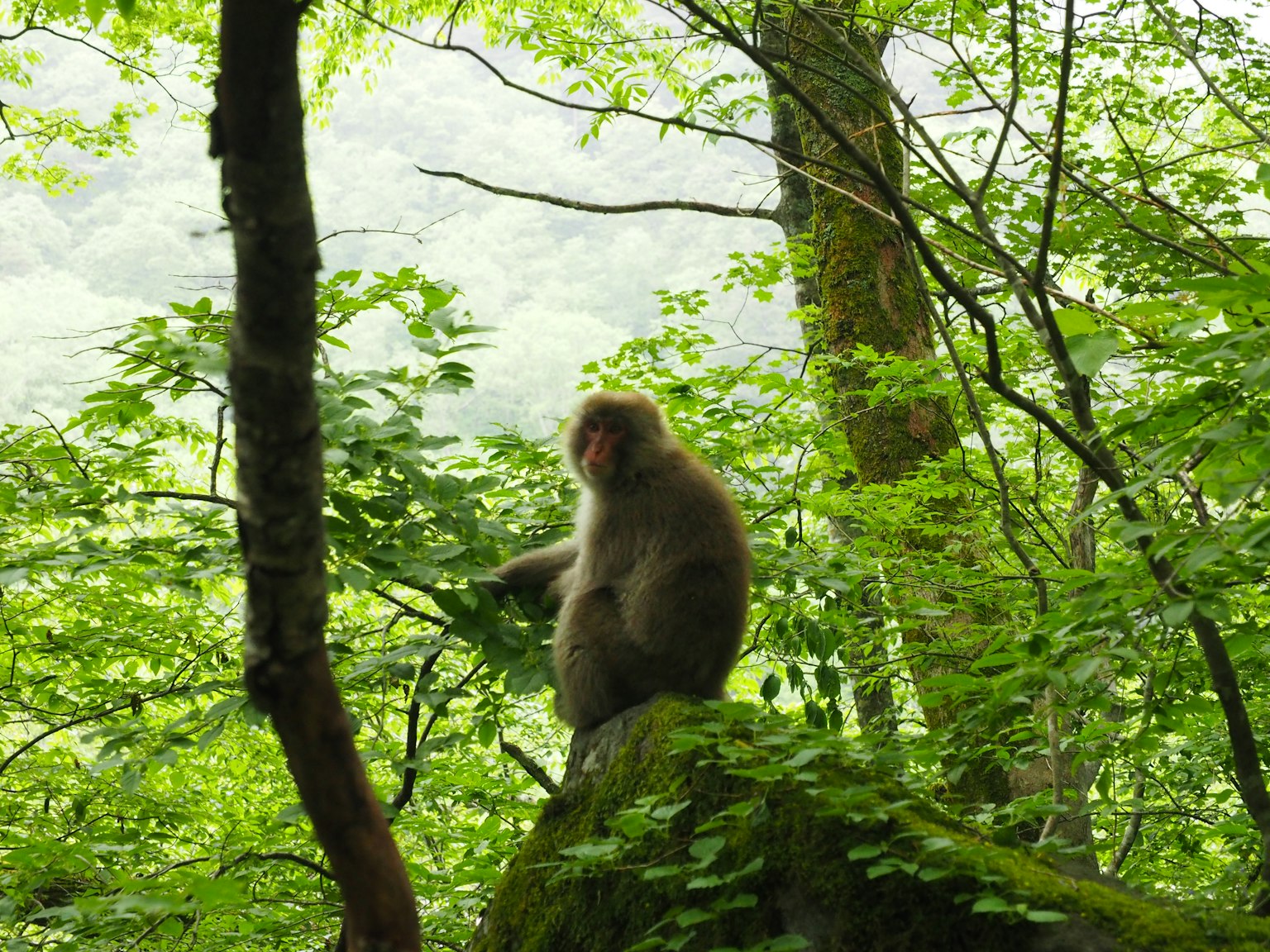 Un singe assis sur un rocher dans une forêt luxuriante