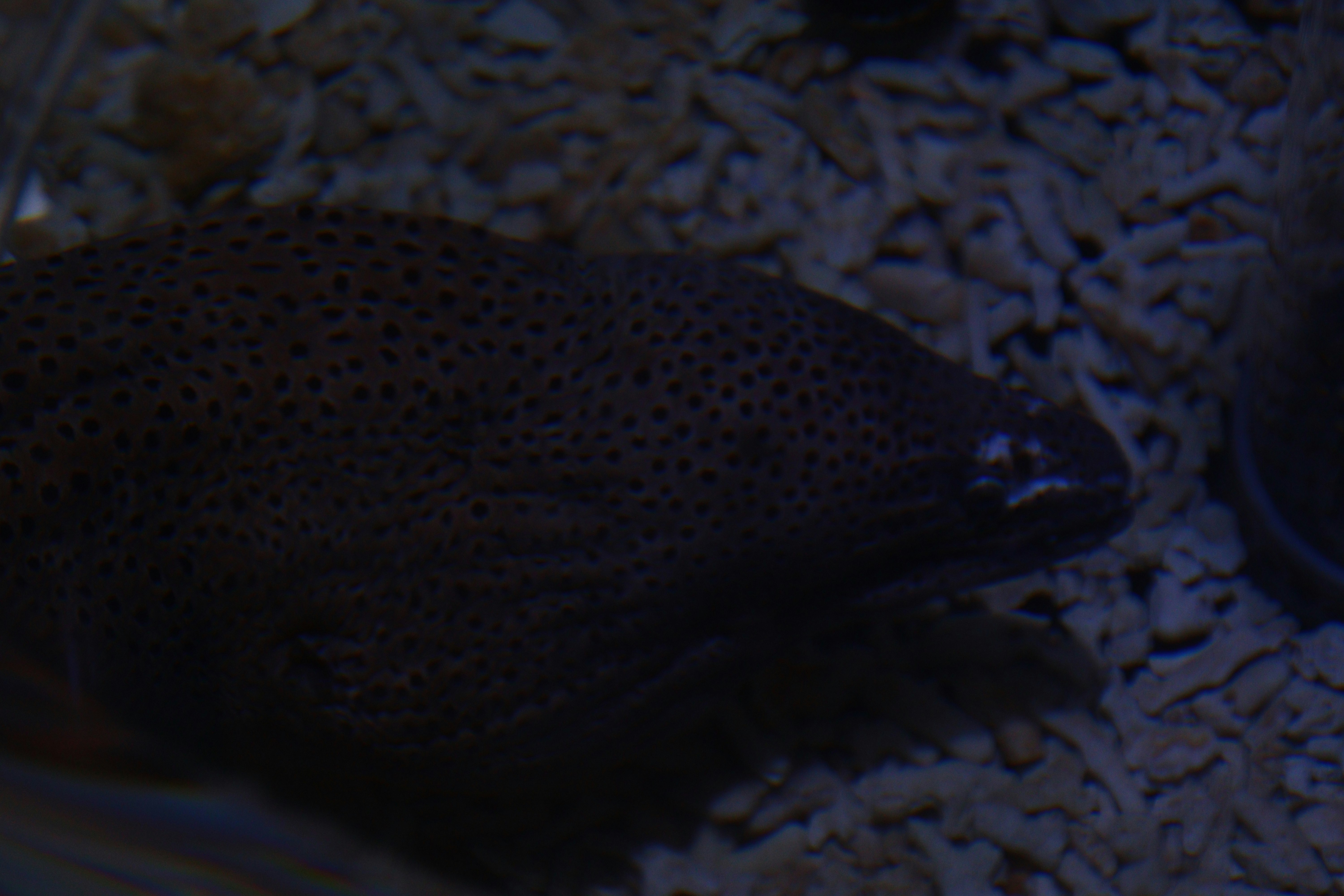 poisson allongé sur des graviers