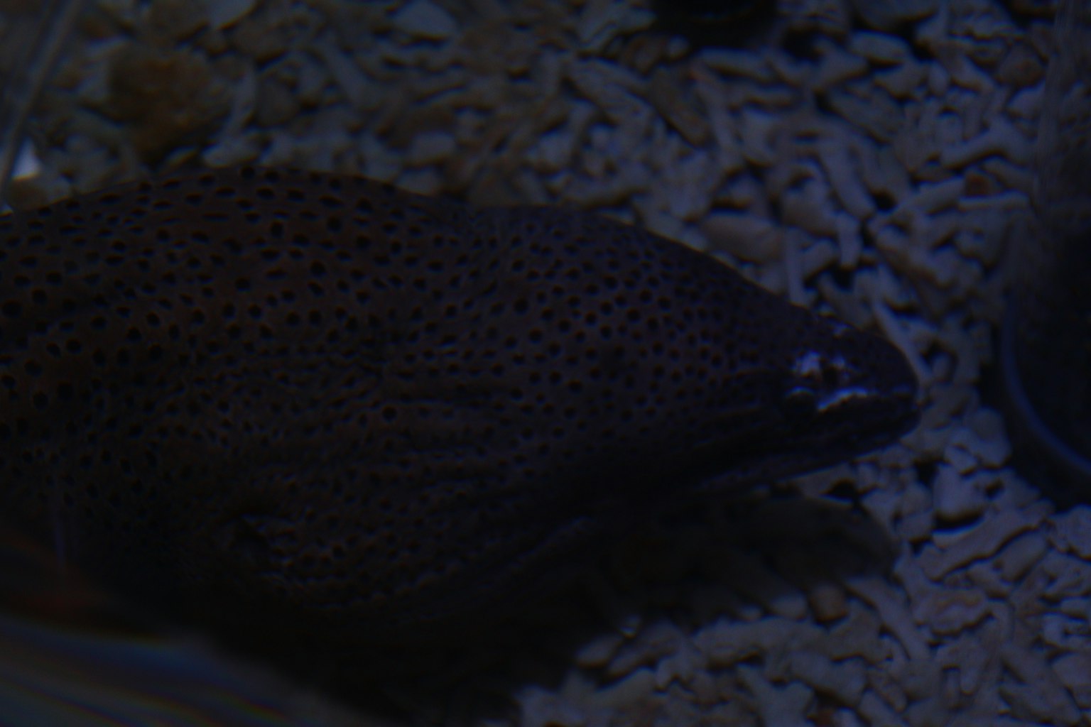 Un pez de forma similar a una anguila de color oscuro en un acuario