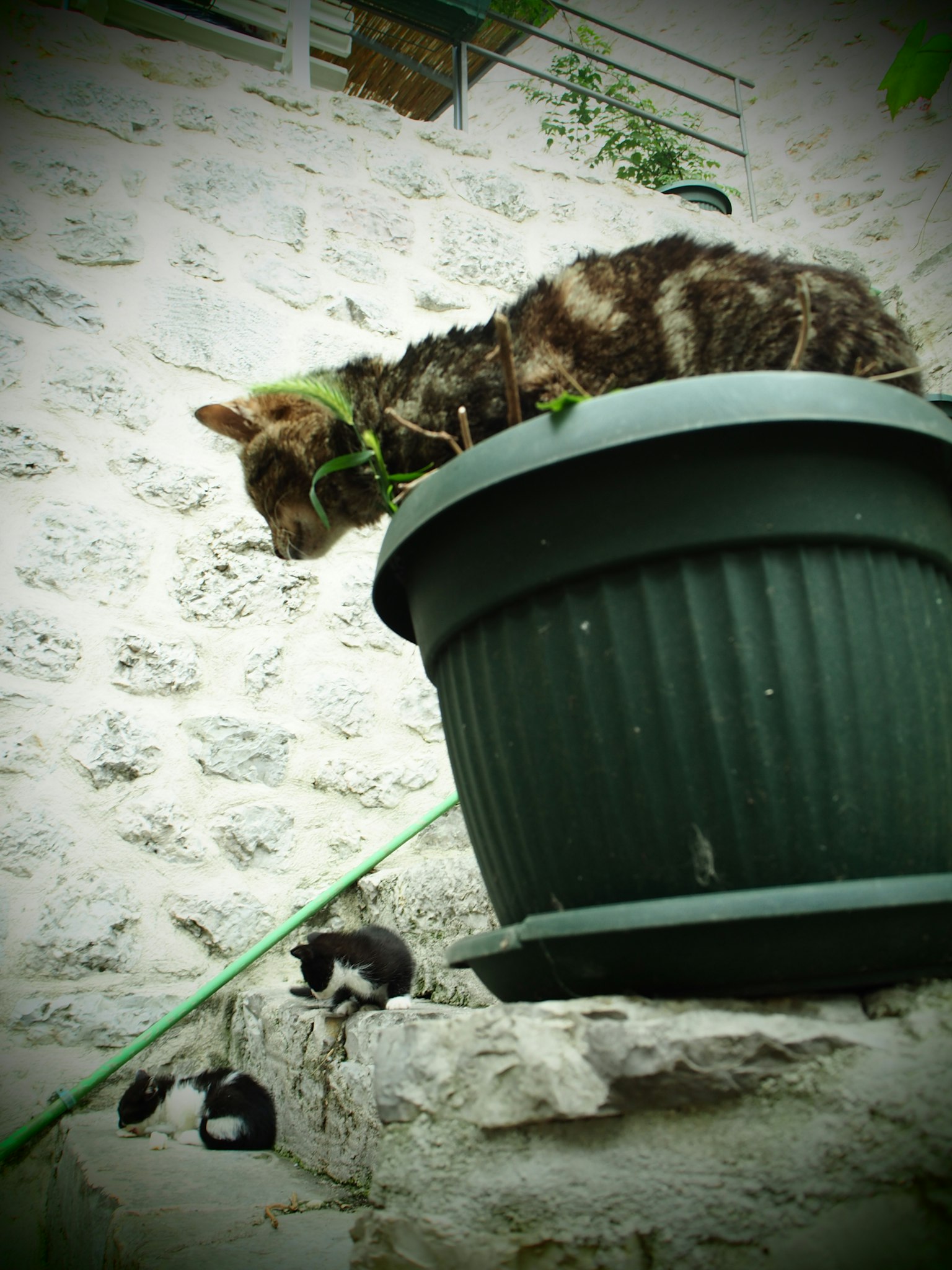 Eine Katze sitzt auf einem Blumentopf und schaut auf zwei Kätzchen darunter