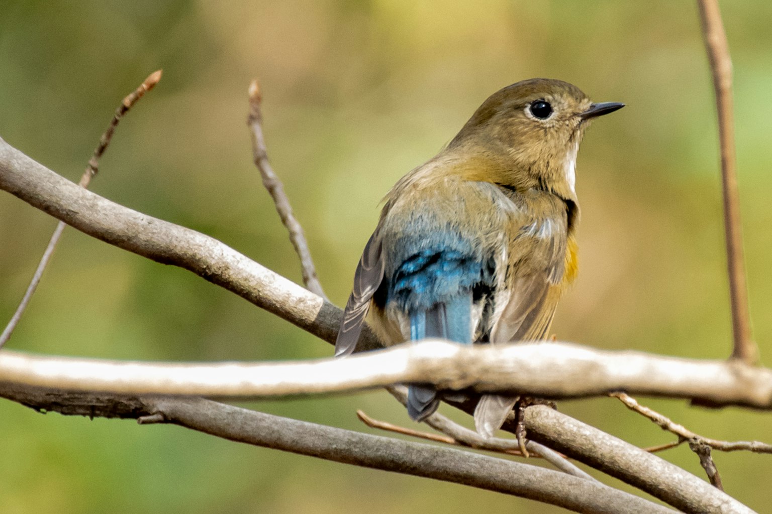 Un piccolo uccello blu appollaiato su un ramo