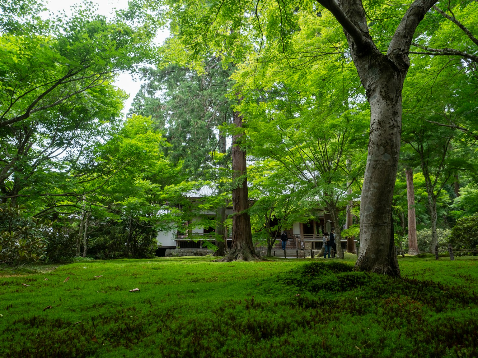 Jardin verdoyant entourant une maison japonaise traditionnelle