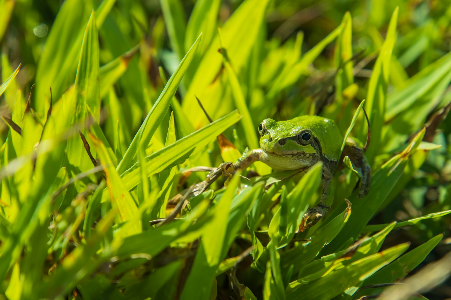 Rana verde mimetizzata tra l'erba verde lussureggiante