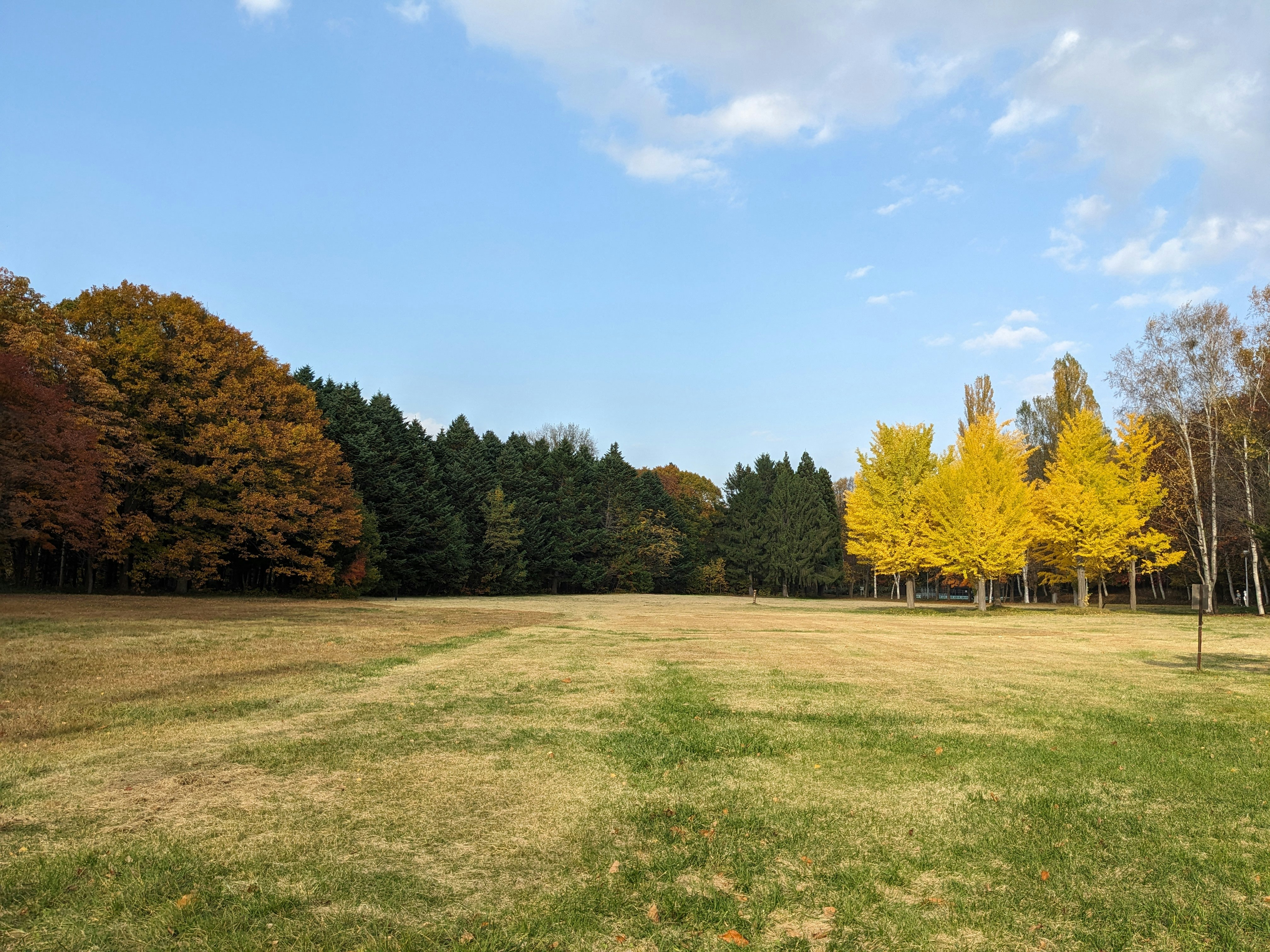 紅葉の木々が映える北海道の広い公園の芝生風景