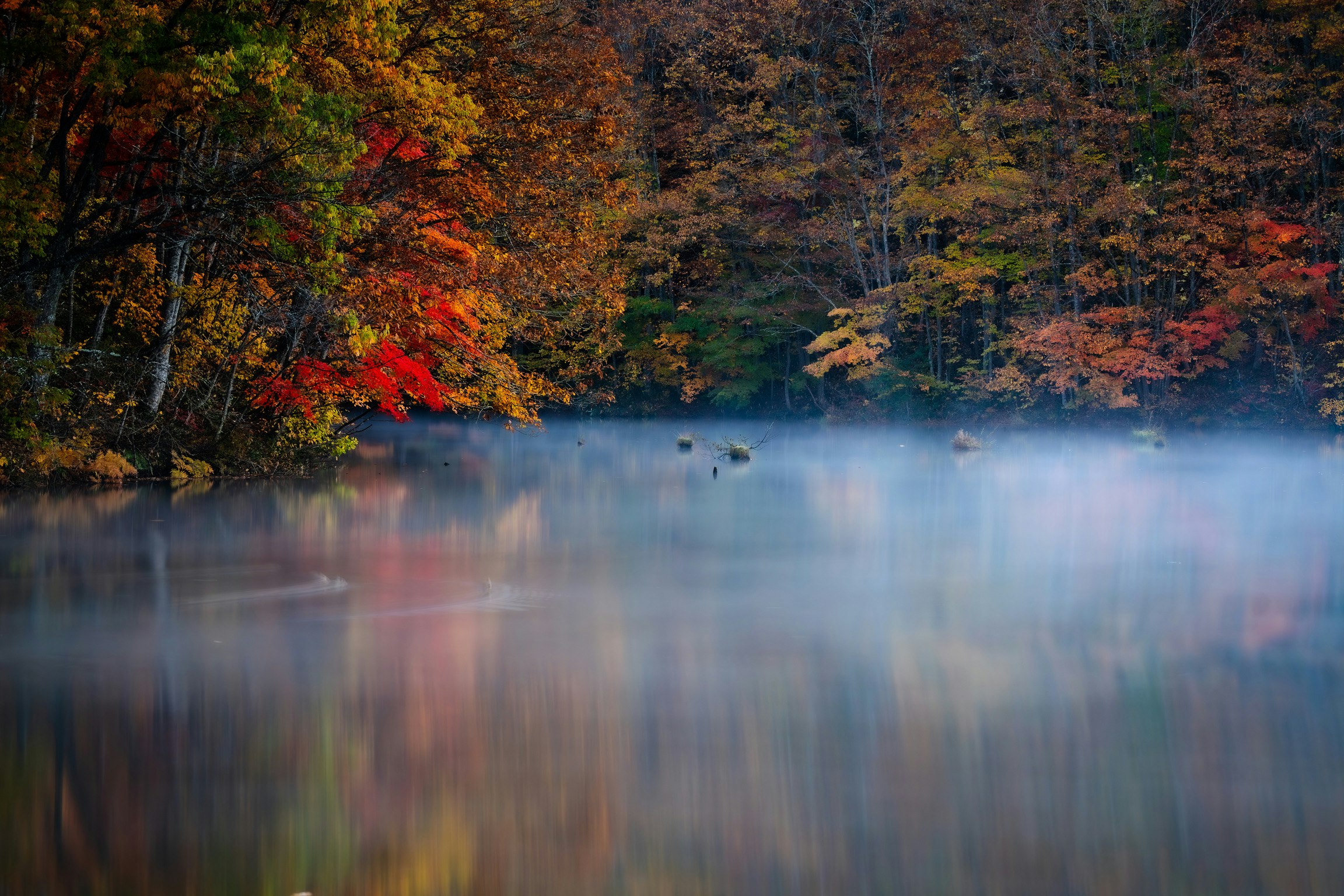 朝霧の湖畔に映る紅葉の並木