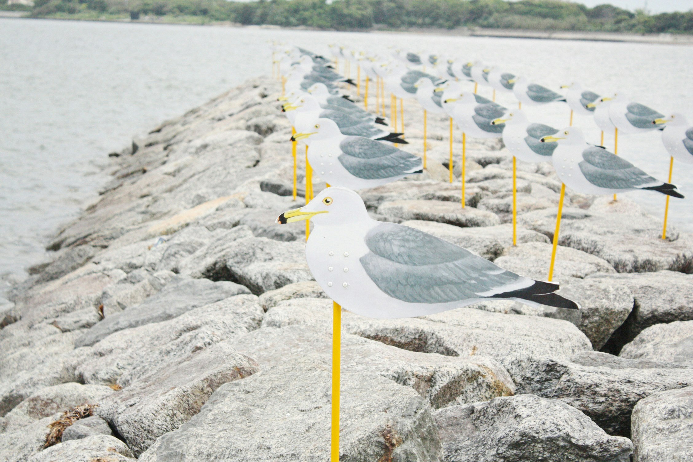 Bandada de aves marinas en una costa rocosa