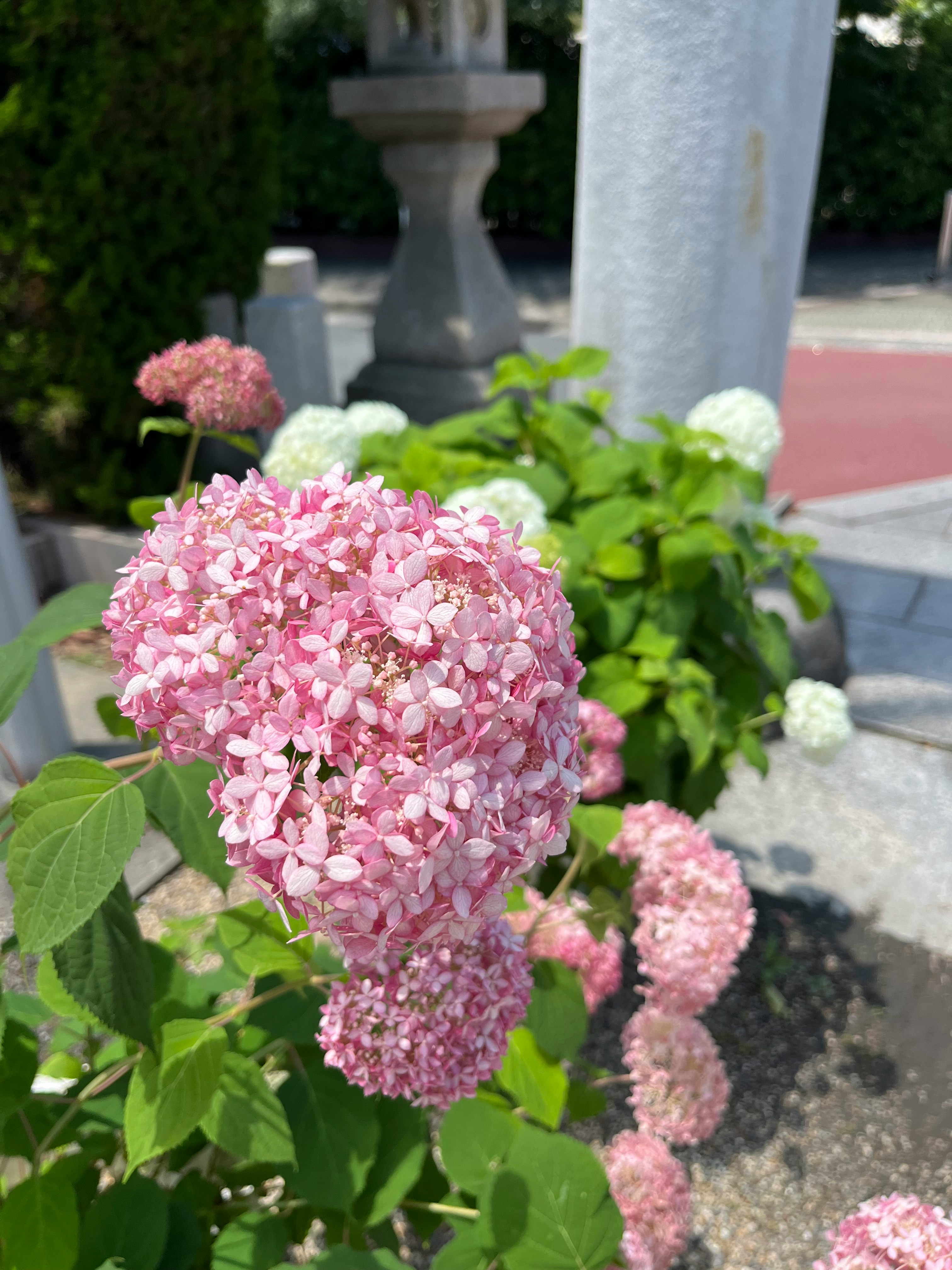 primo piano di fiori di ortensia rosa e foglie verdi in un’aiuola