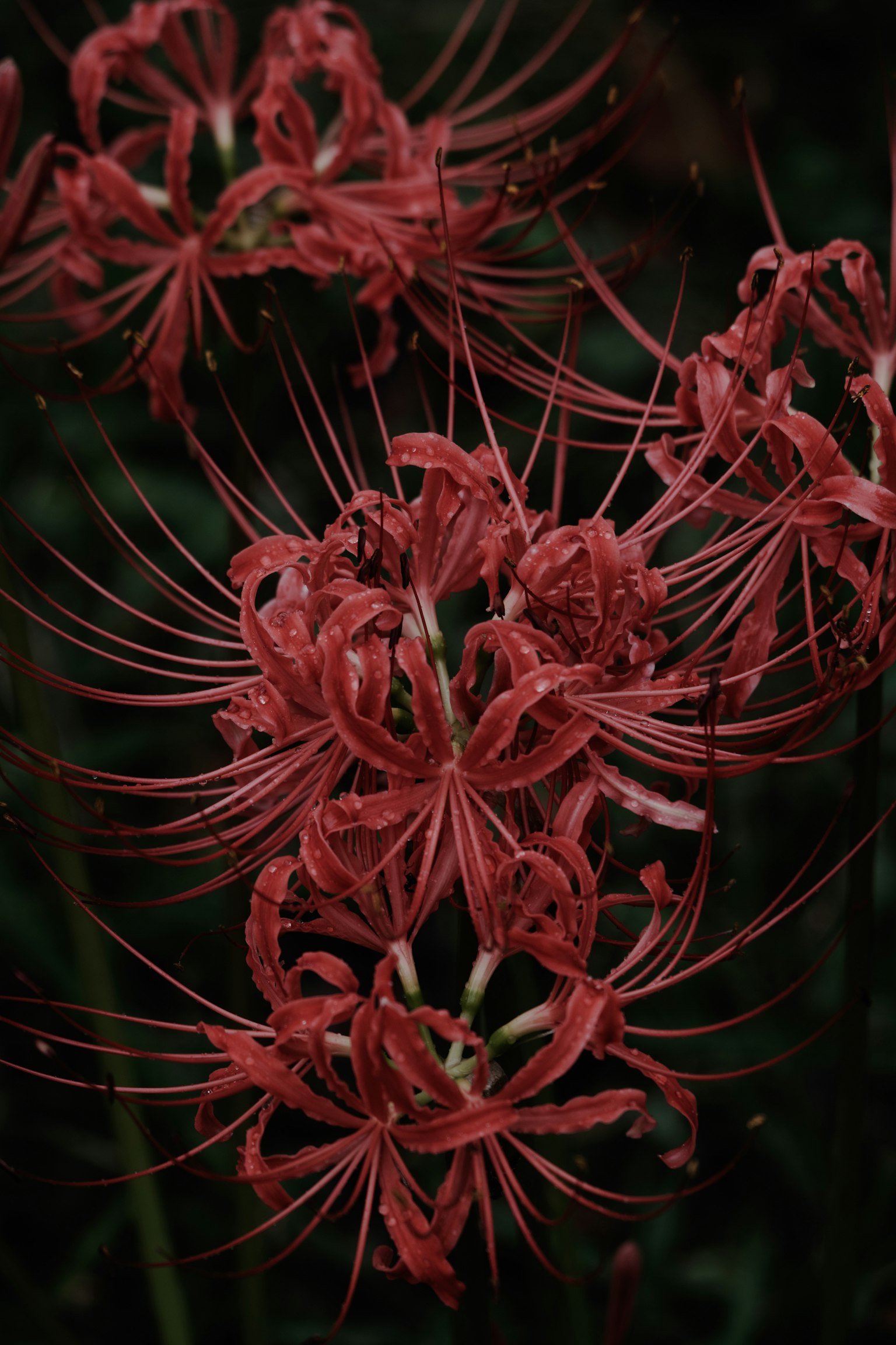 Kumpulan bunga spider lily merah cerah di latar belakang gelap