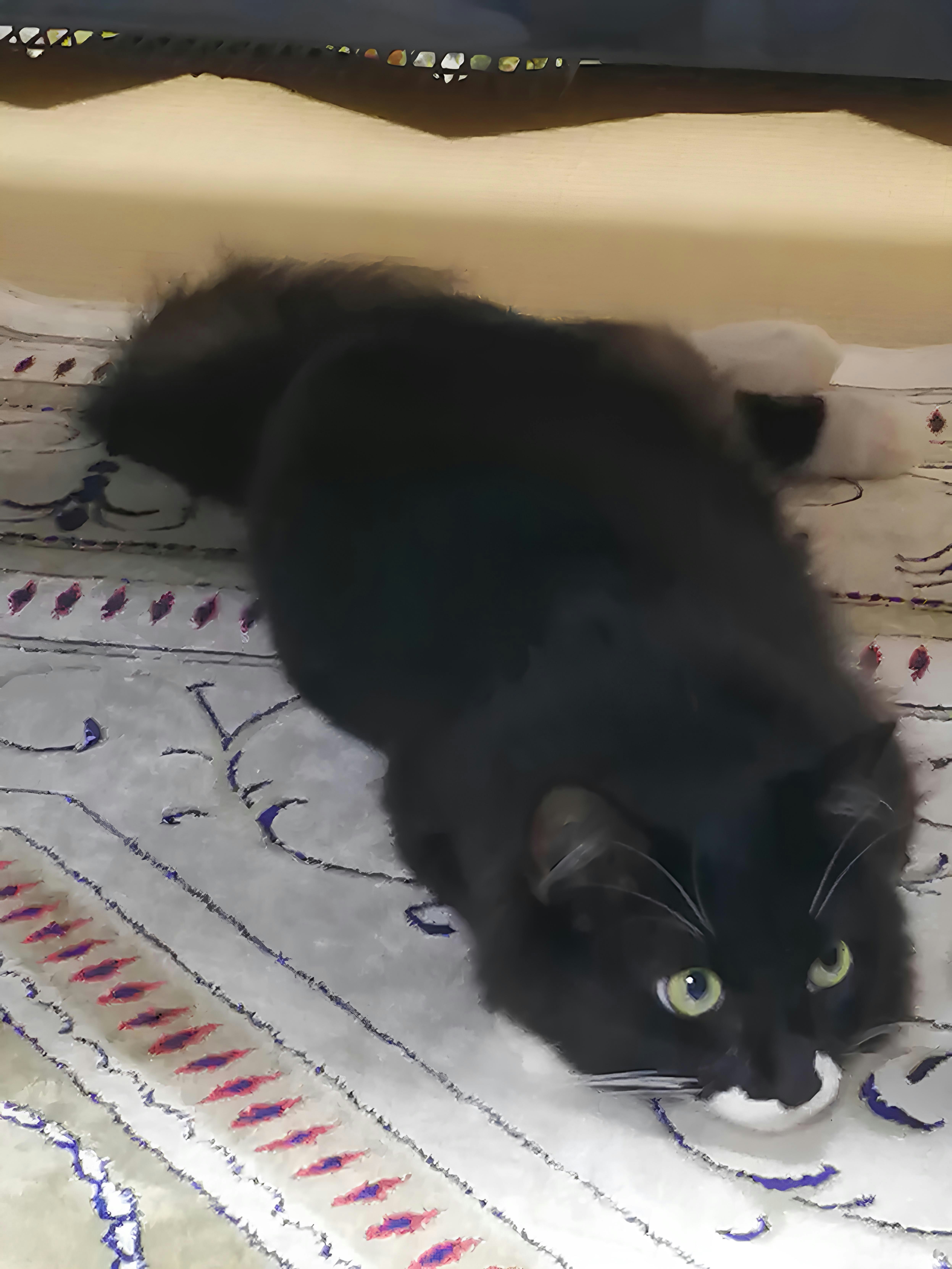 Un gatto nero rilassato su un letto