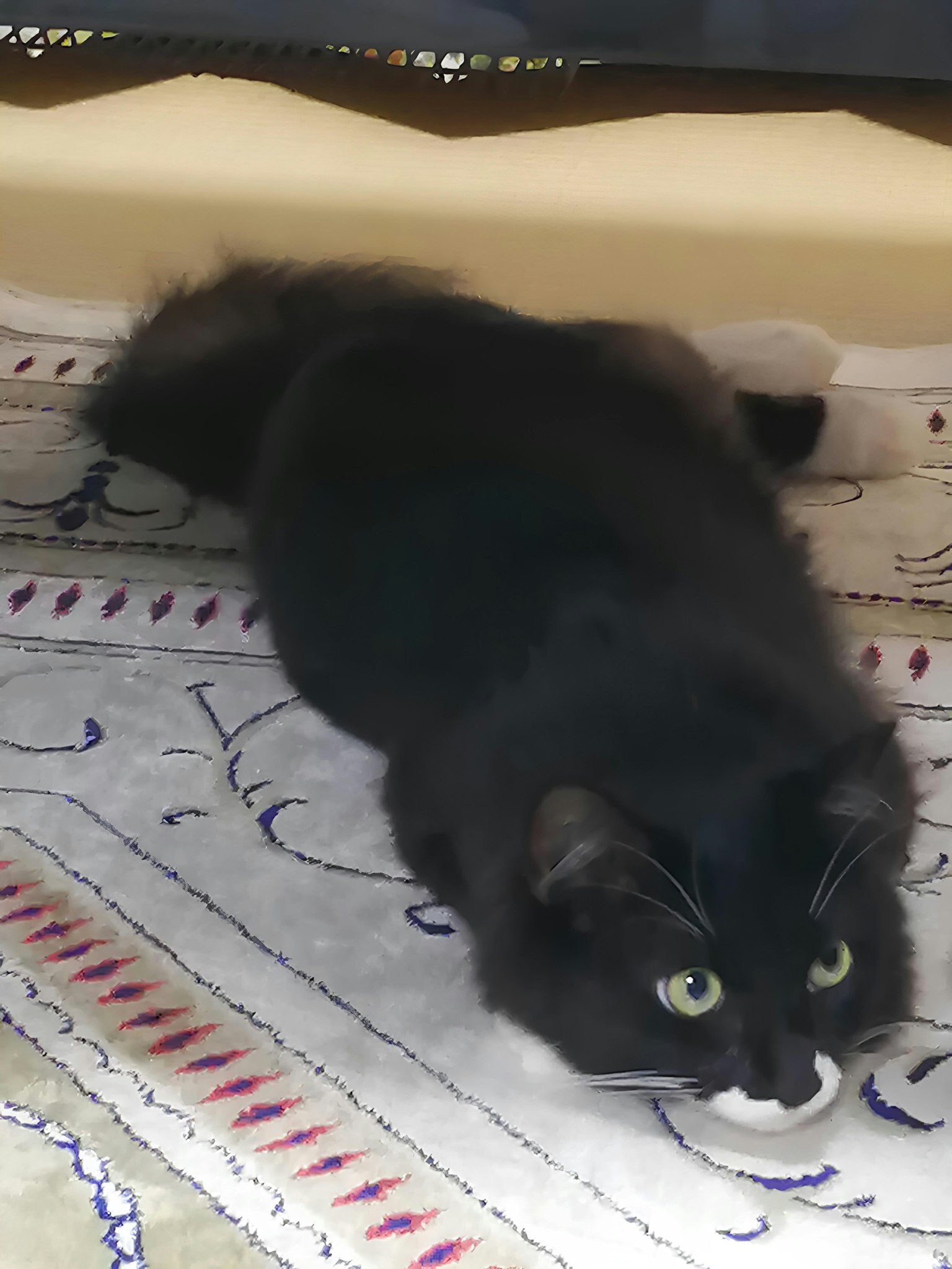 Un gatto nero sdraiato su un tappeto a motivi