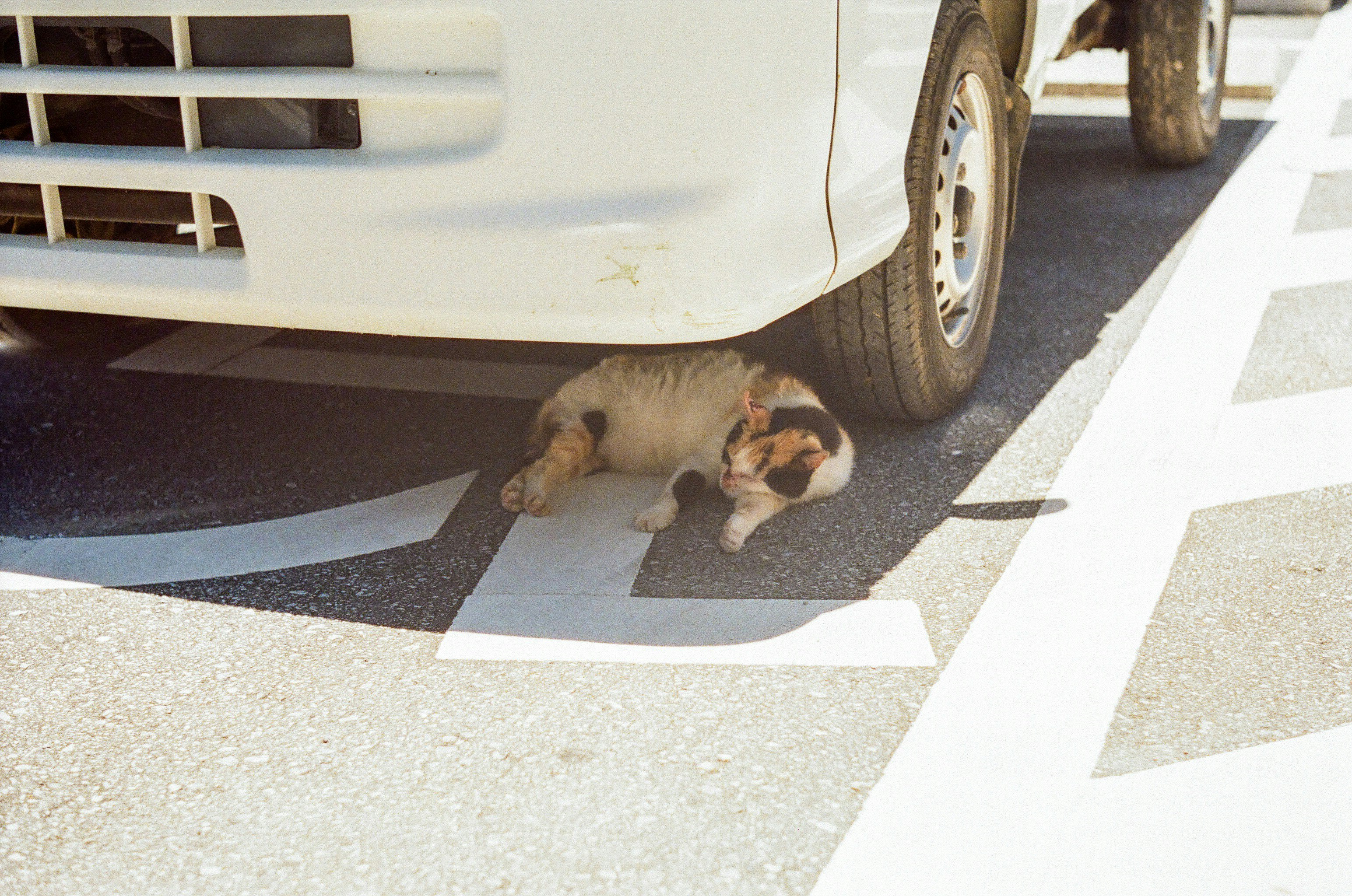 車の下で眠る猫