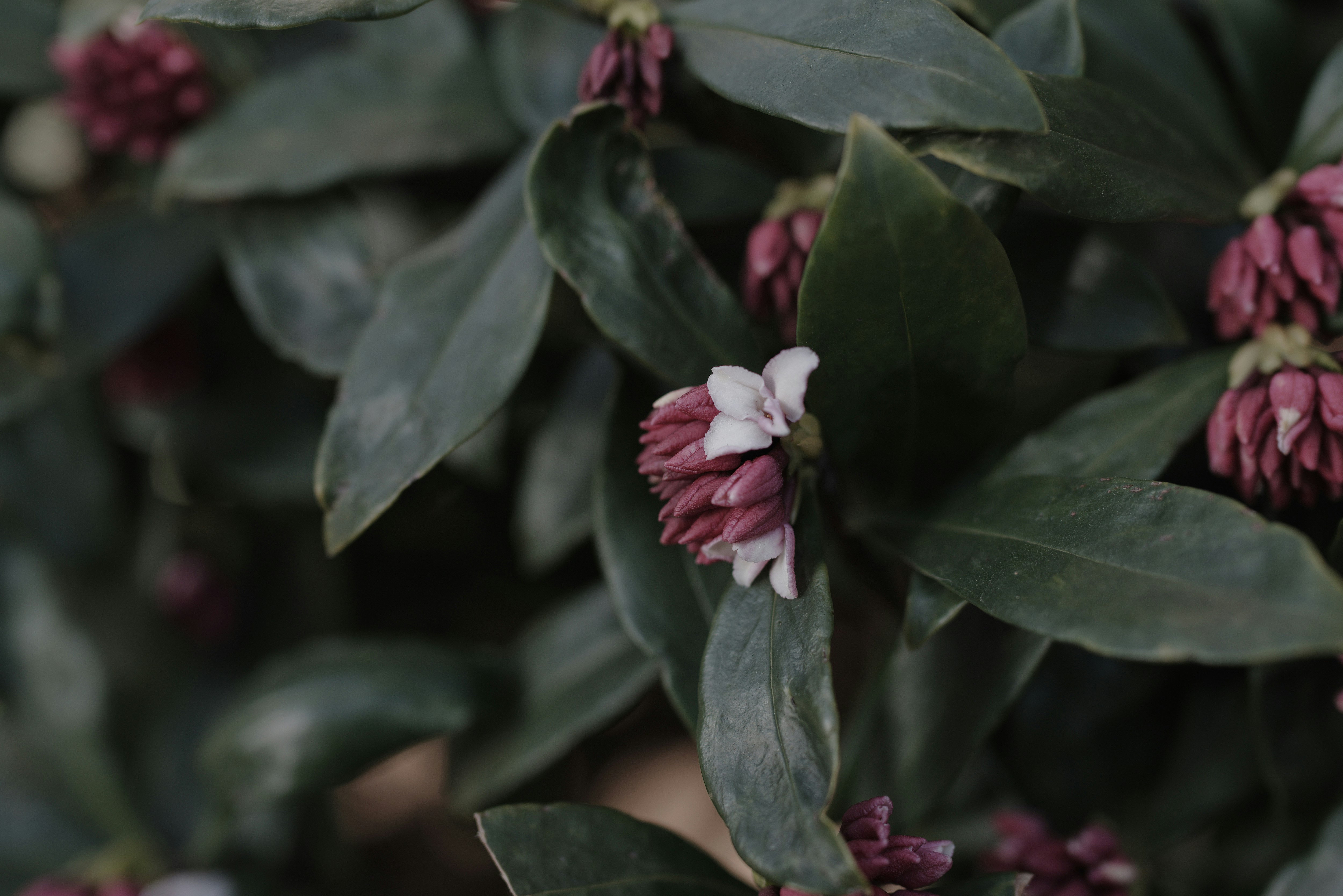 Close-up of daphne flowers blooming on a branch
