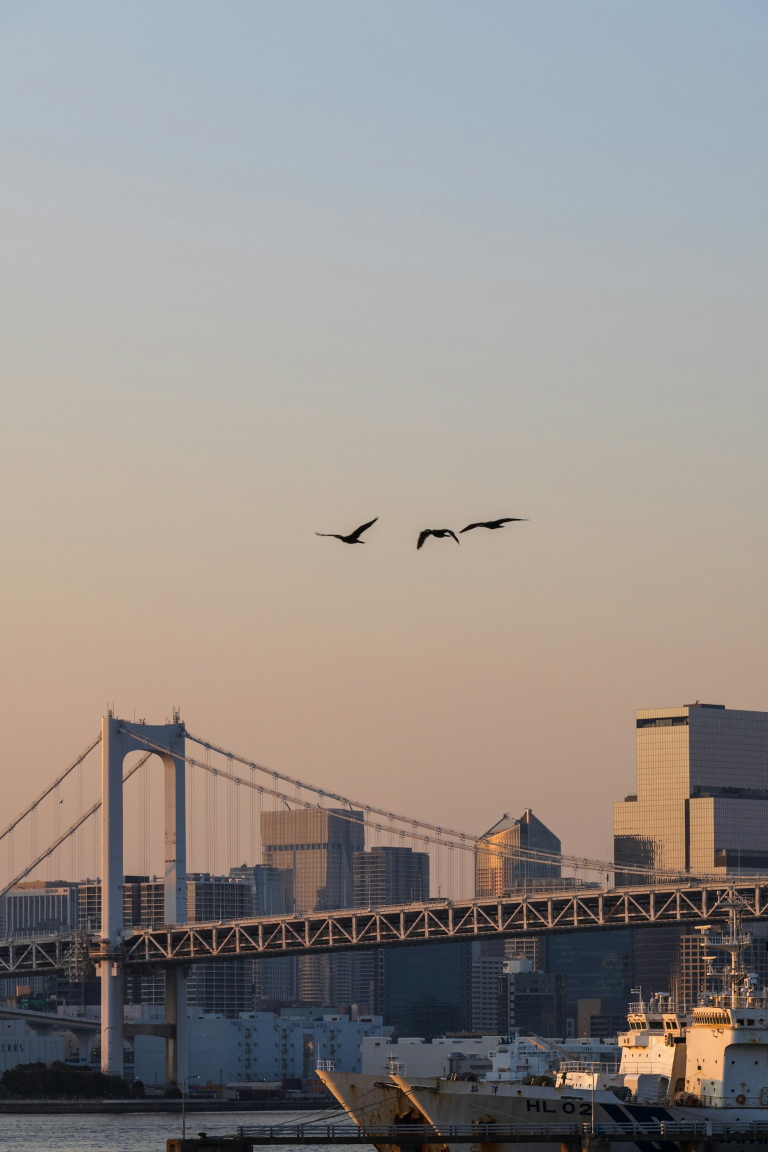 夕焼けの中を飛ぶ鳥とレインボーブリッジの風景