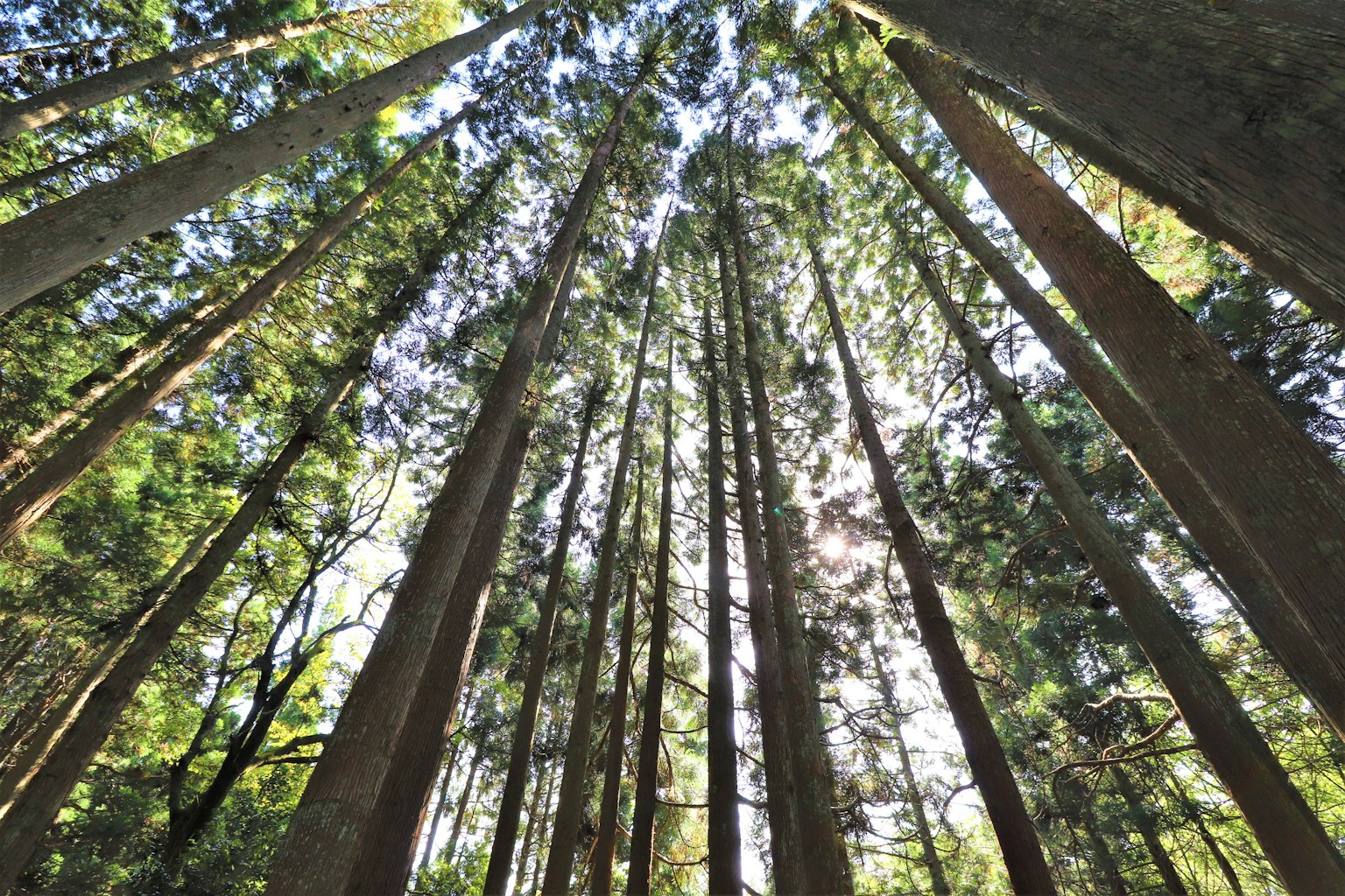 Interior view of a forest with tall trees reaching towards the blue sky