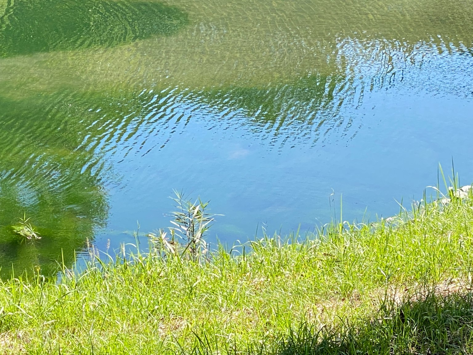 Surface d'eau tranquille avec paysage de gazon vert