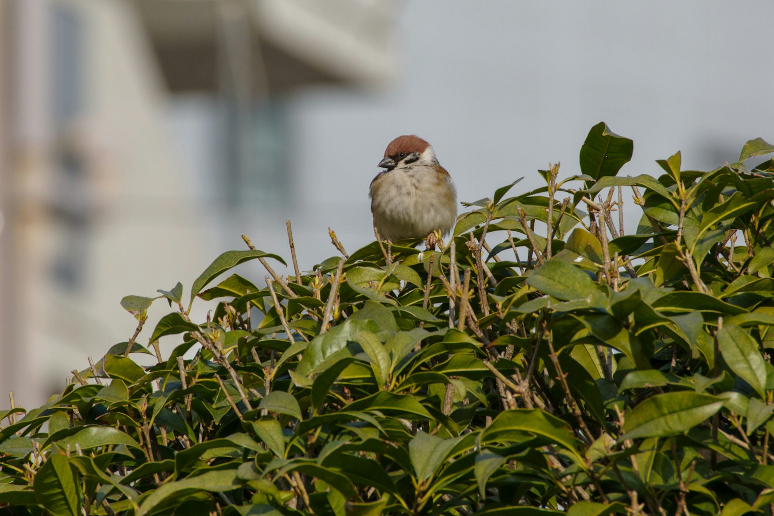 Spatz auf einem Busch umgeben von grünen Blättern