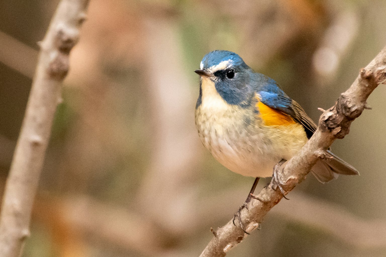 A small bird with a blue head and orange belly perched on a branch