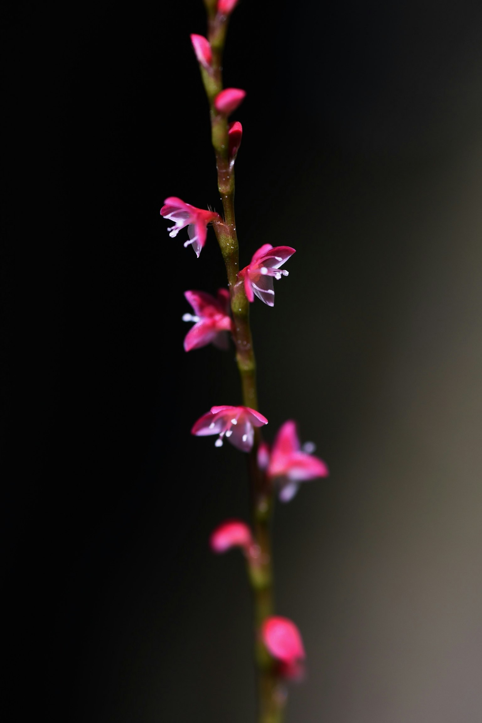 Zarte rosa Blüten, die an einem schlanken Stängel blühen