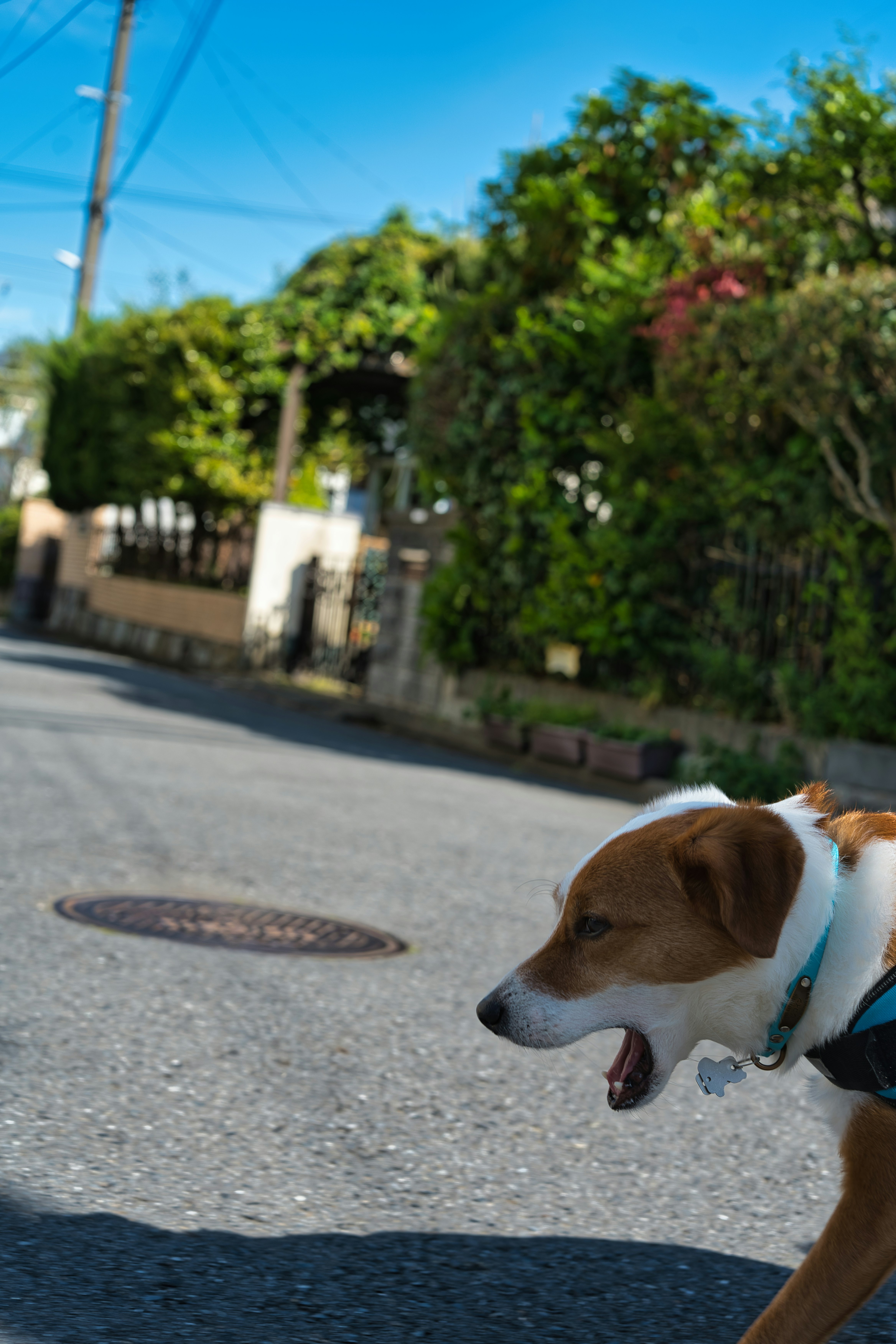 青空の下の住宅街で犬が道路を歩く