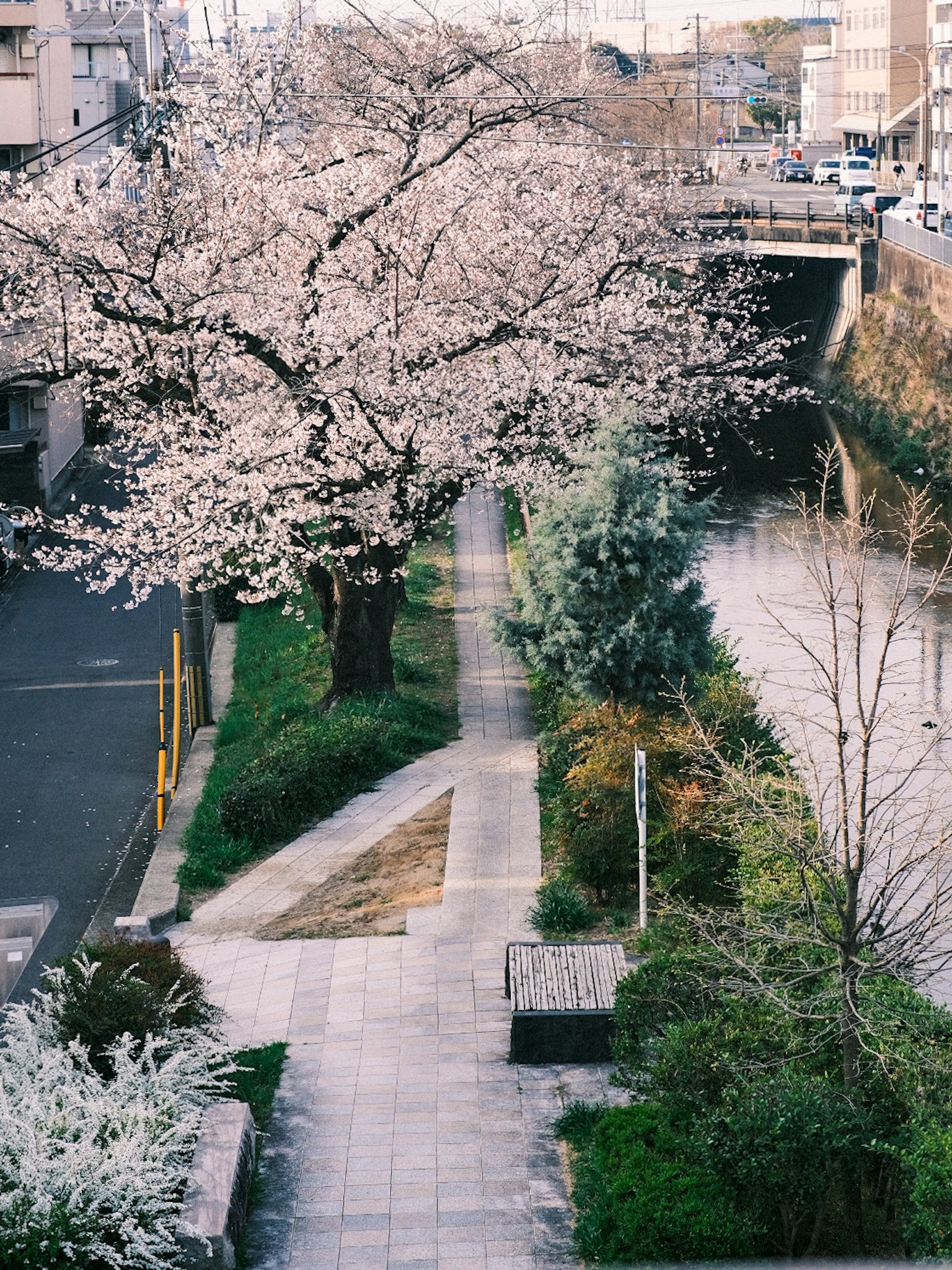 Vista panoramica di una passeggiata lungo il fiume con un albero di ciliegio in fiore