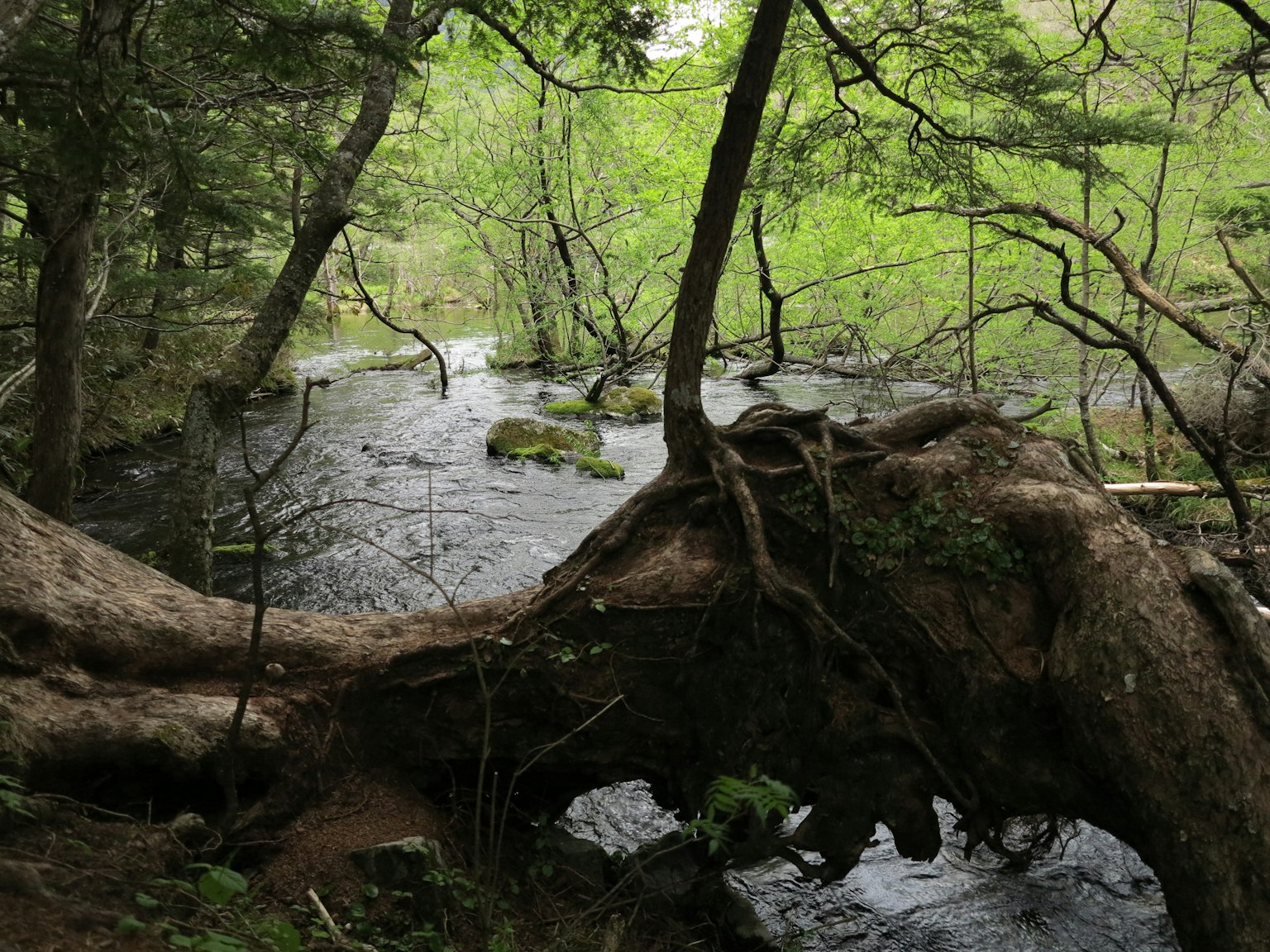 Un río que fluye rodeado de árboles verdes y un gran árbol caído