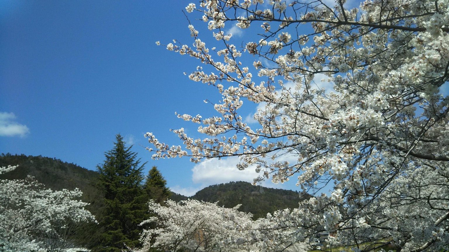 蓝天下樱花树的美景