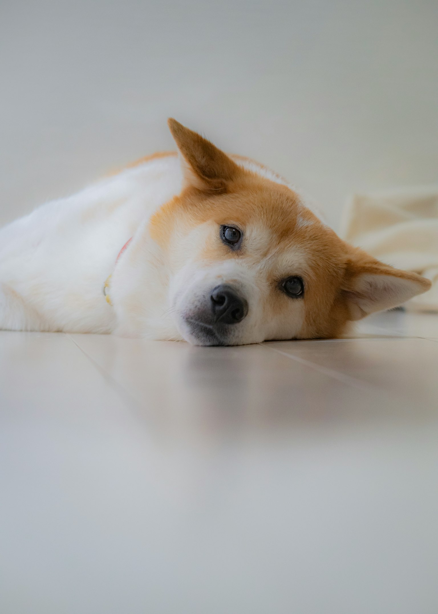 Ein Hund, der seinen Kopf auf einer glatten Oberfläche mit einem entspannten Ausdruck ruht