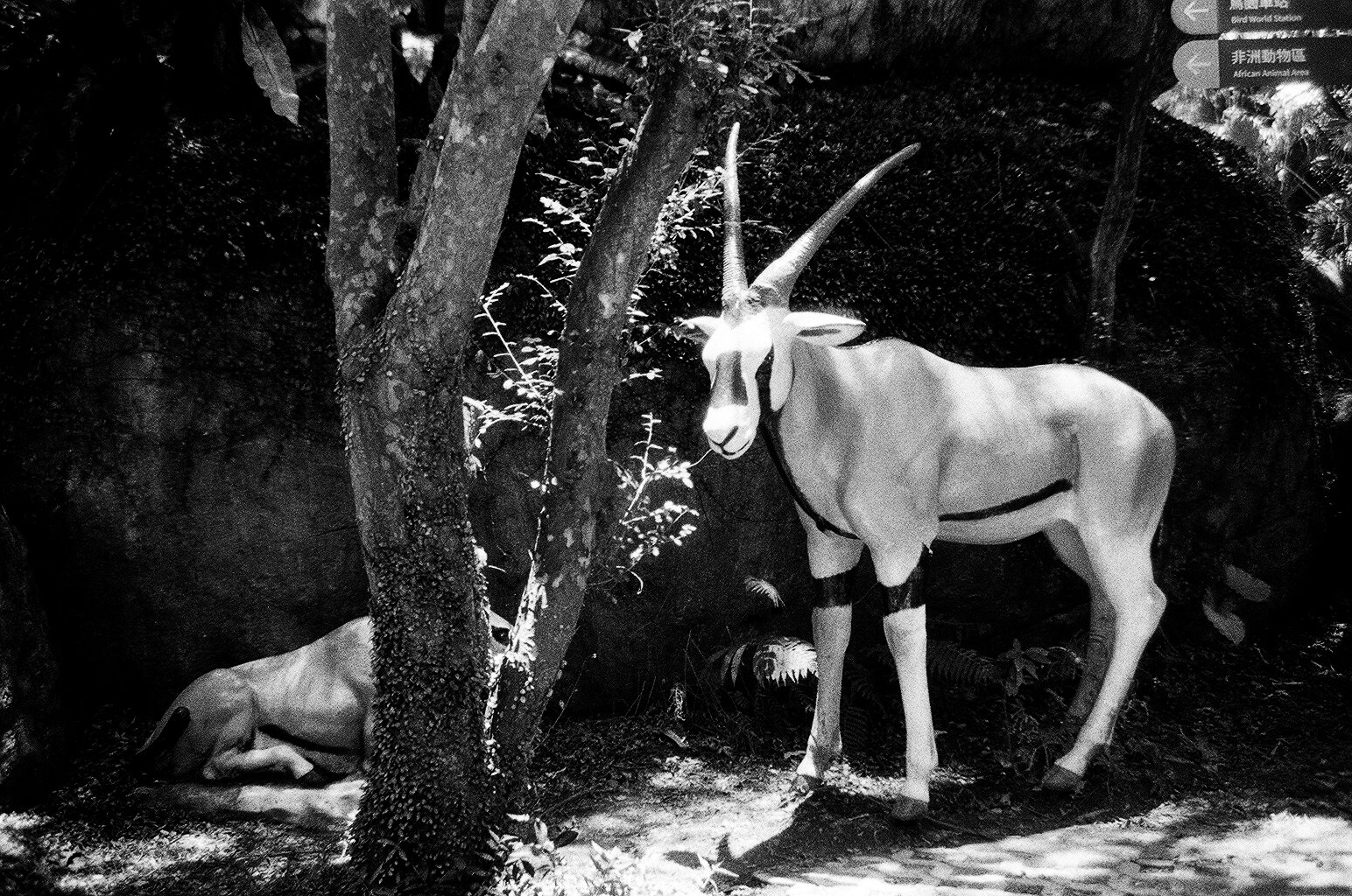 動物の彫像のある庭で立つ白いヤギ