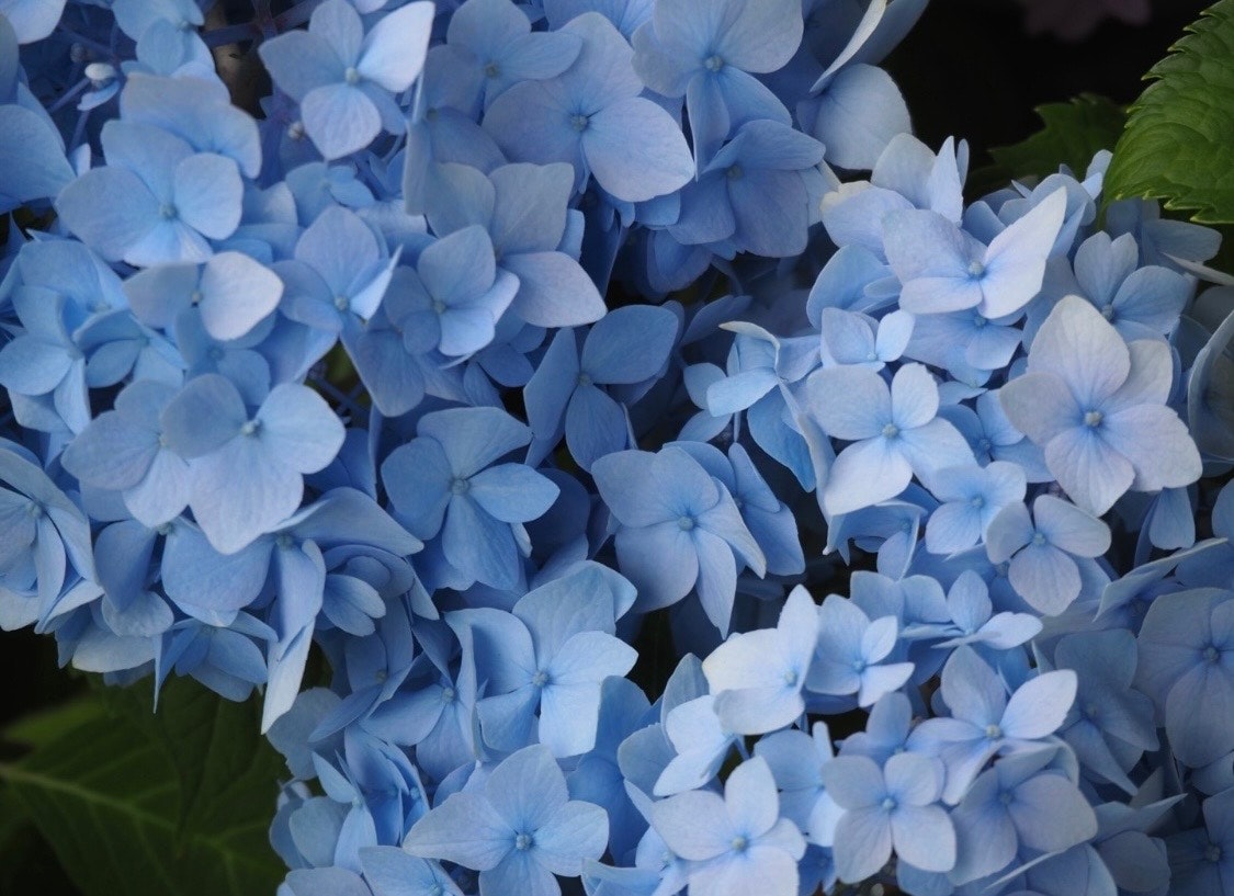 青いアジサイの花が密に咲くクローズアップ
